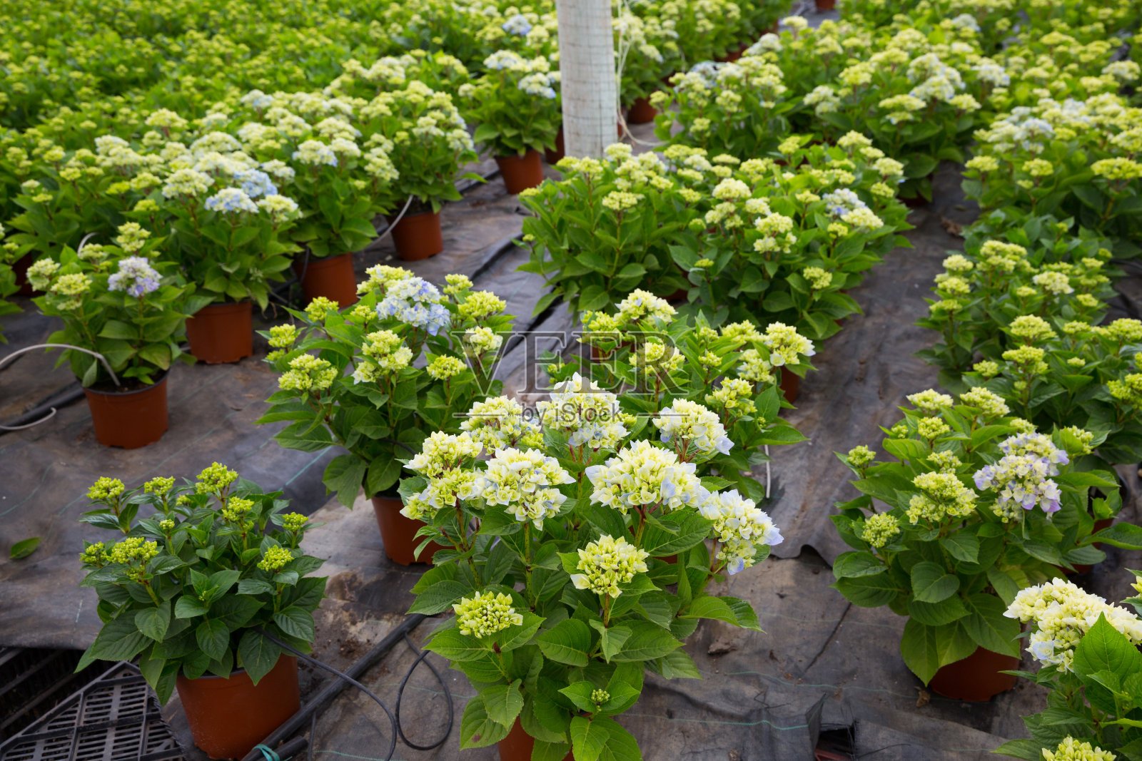 绣球花在温室照片摄影图片