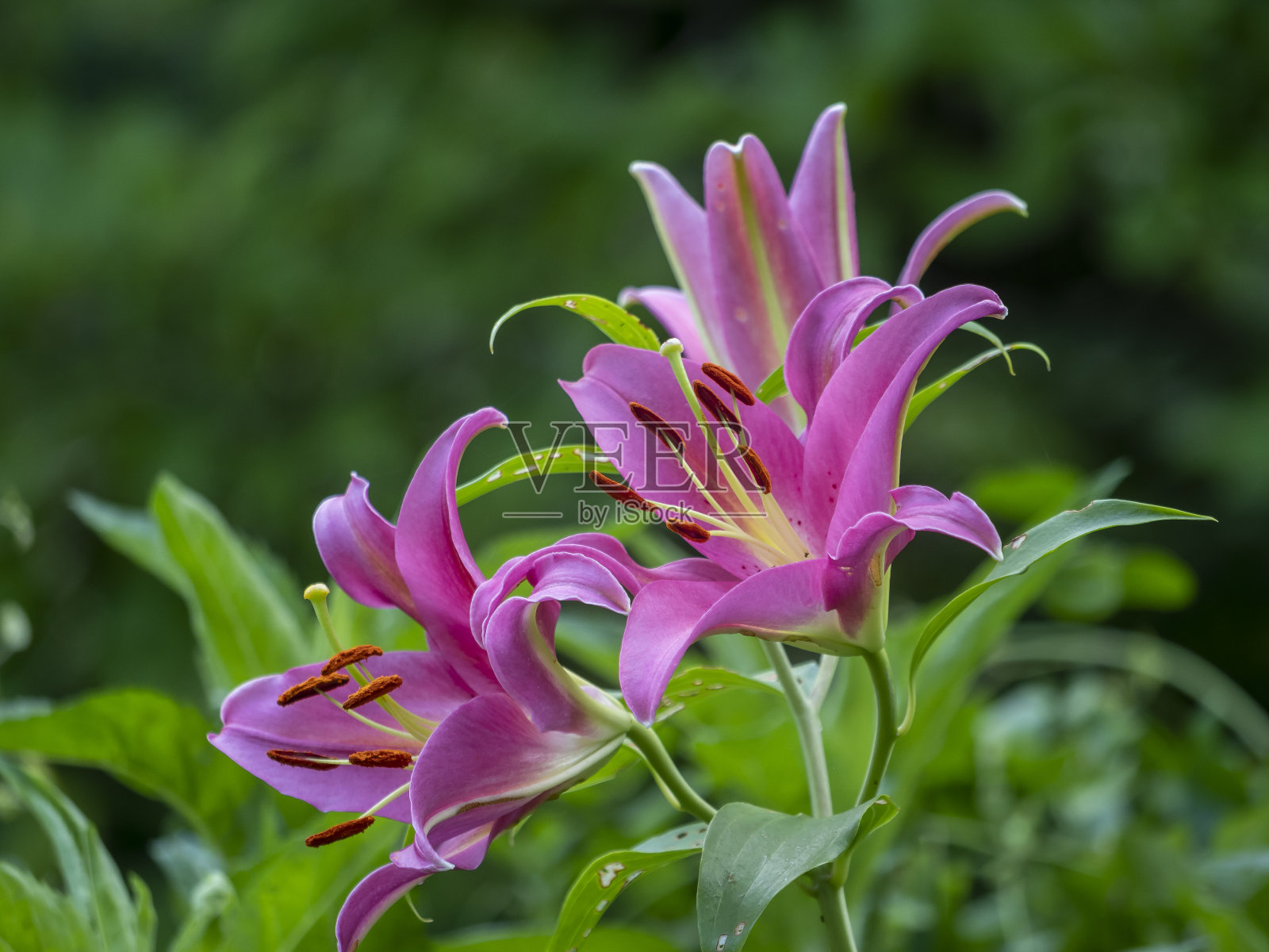 夏天花园里的黄花菜照片摄影图片