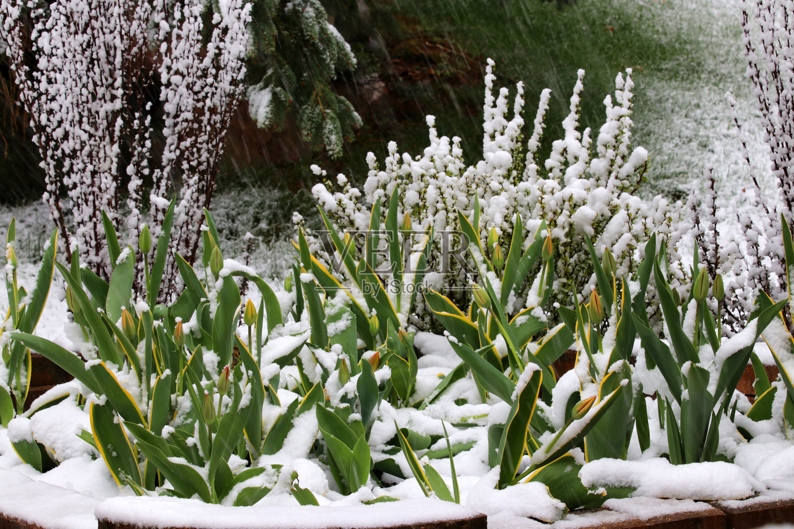 春天的自然背景是花上的雪。照片摄影图片