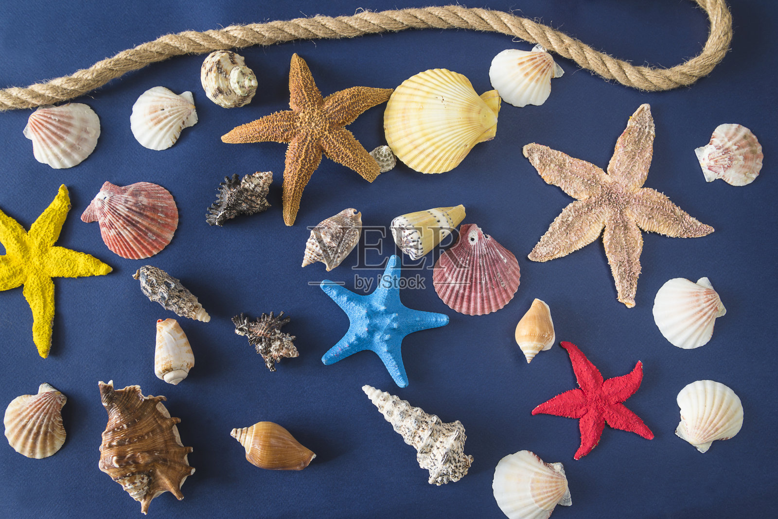 深蓝色背景上的各种贝壳和海星照片摄影图片