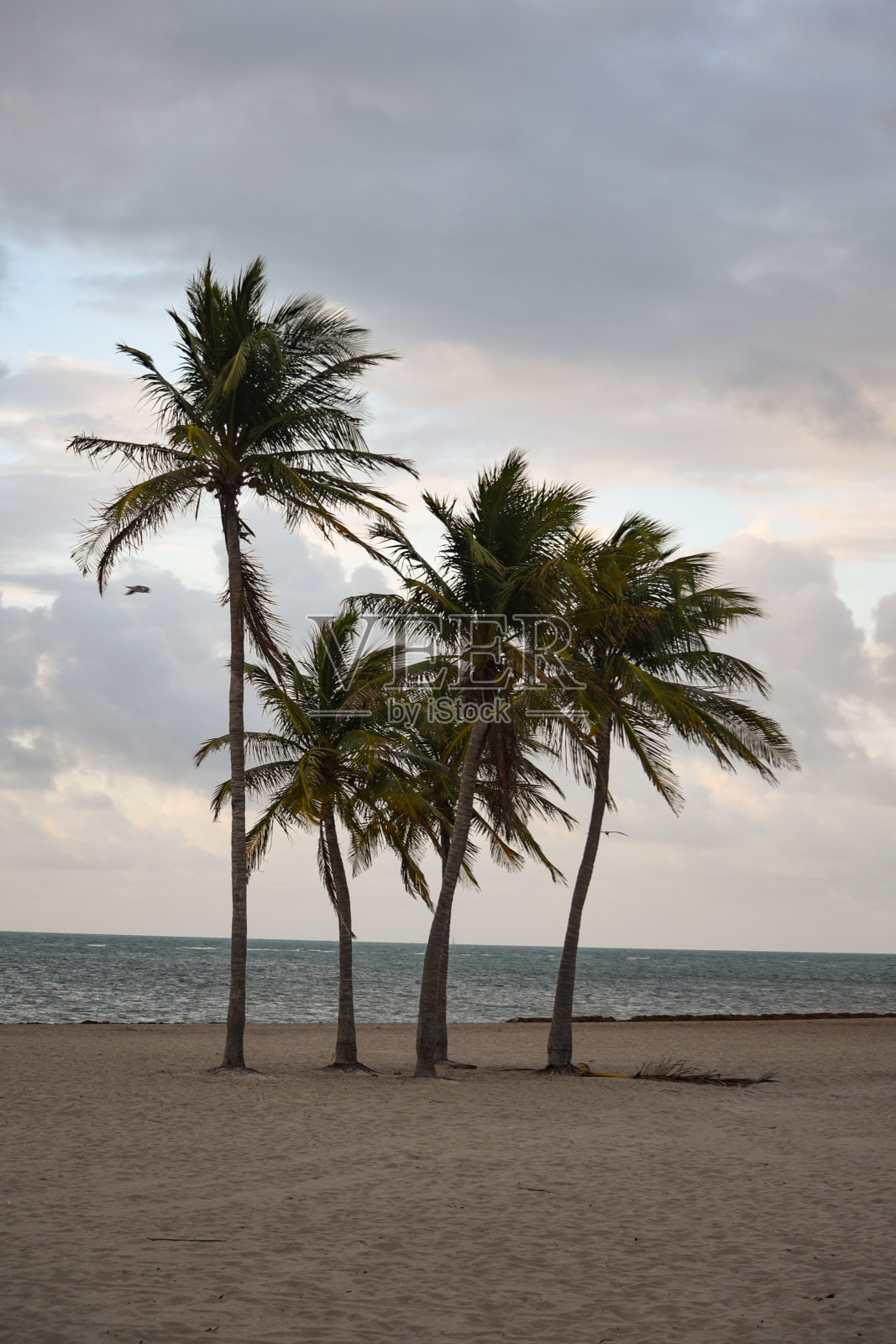 热带海滩上的棕榈树照片摄影图片