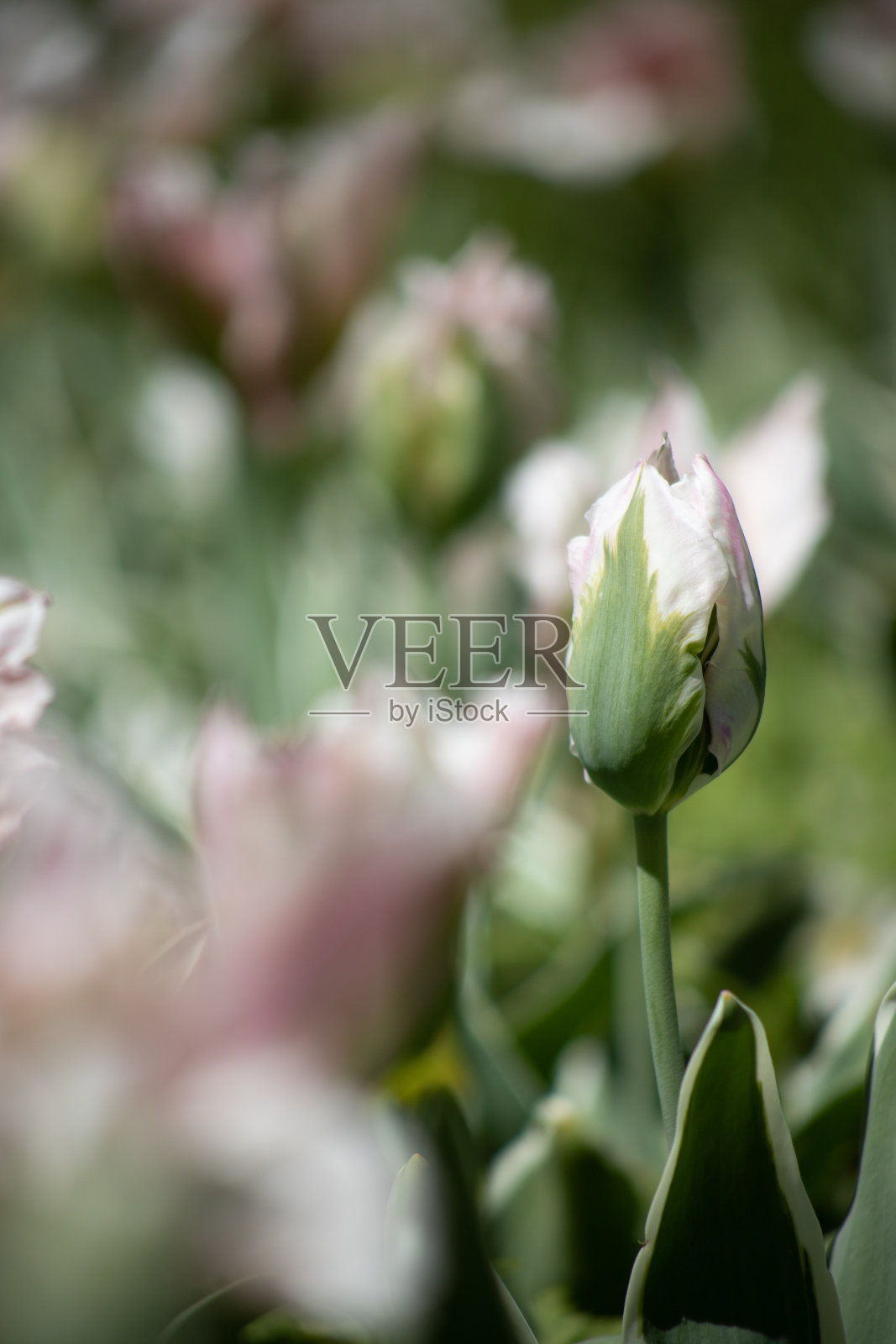 田野里粉红色的白色郁金香照片摄影图片