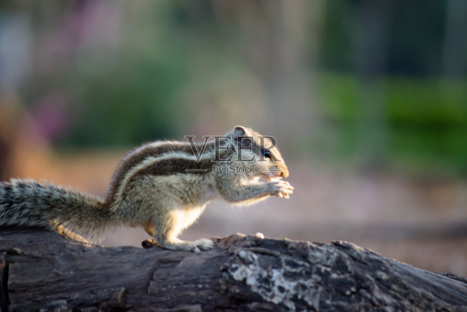 松鼠照片摄影图片