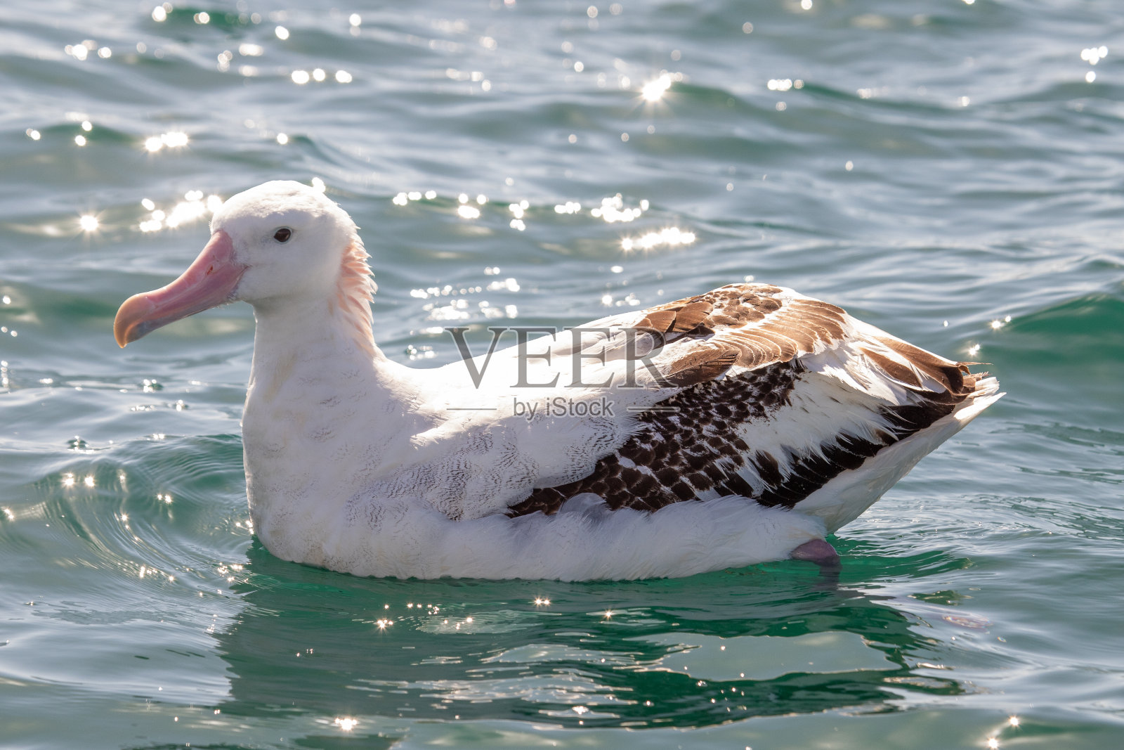 吉布森的流浪信天翁 - 迪奥梅迪亚抗波登西斯吉布森照片摄影图片