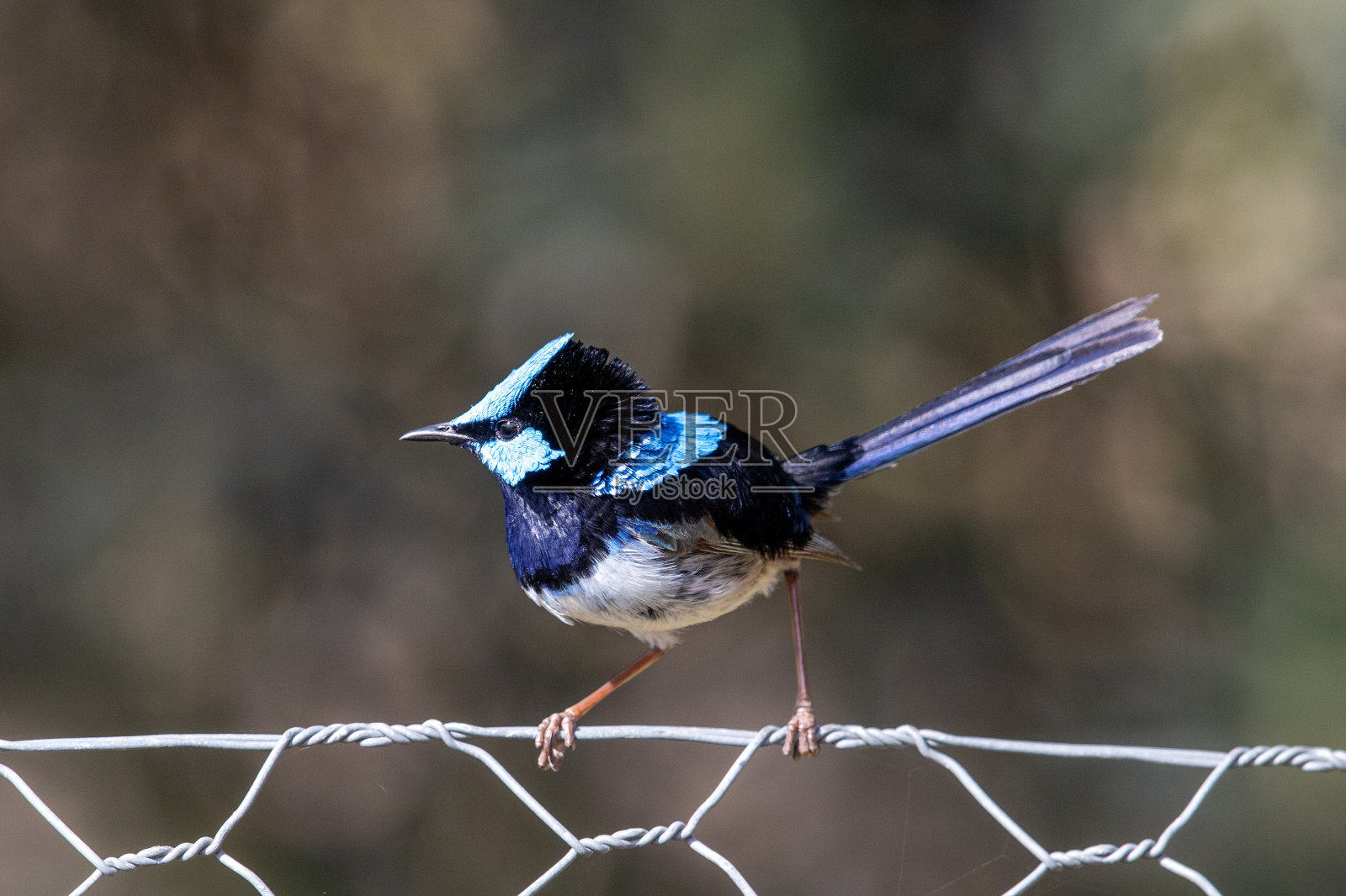 超级仙女 - 马鲁鲁斯氰纽斯照片摄影图片