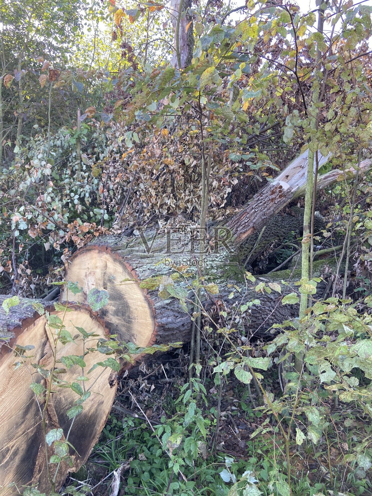 树后scince照片摄影图片