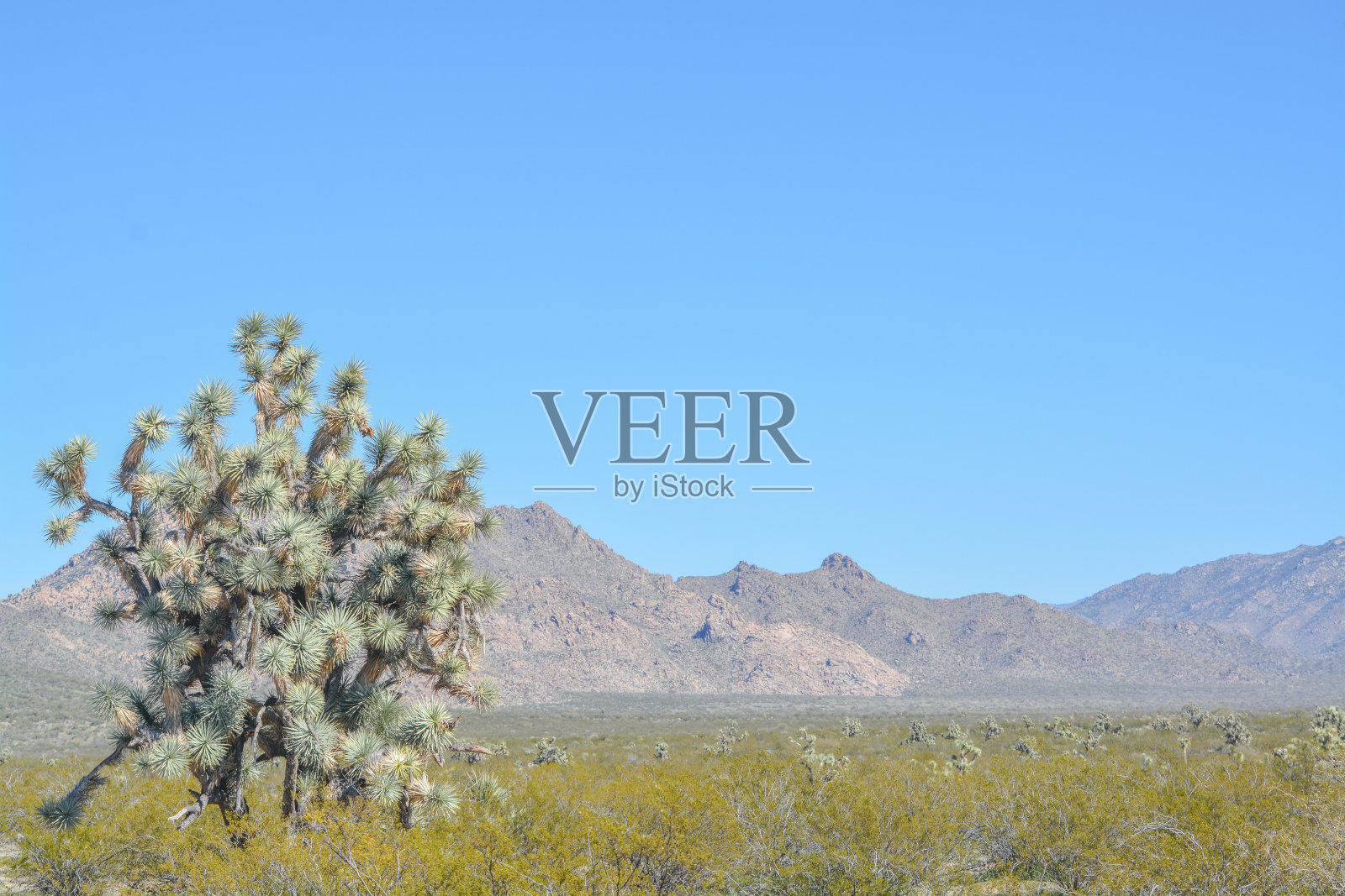 在索诺拉沙漠的莫哈维县的约书亚树(短叶丝兰)。美国亚利桑那州照片摄影图片