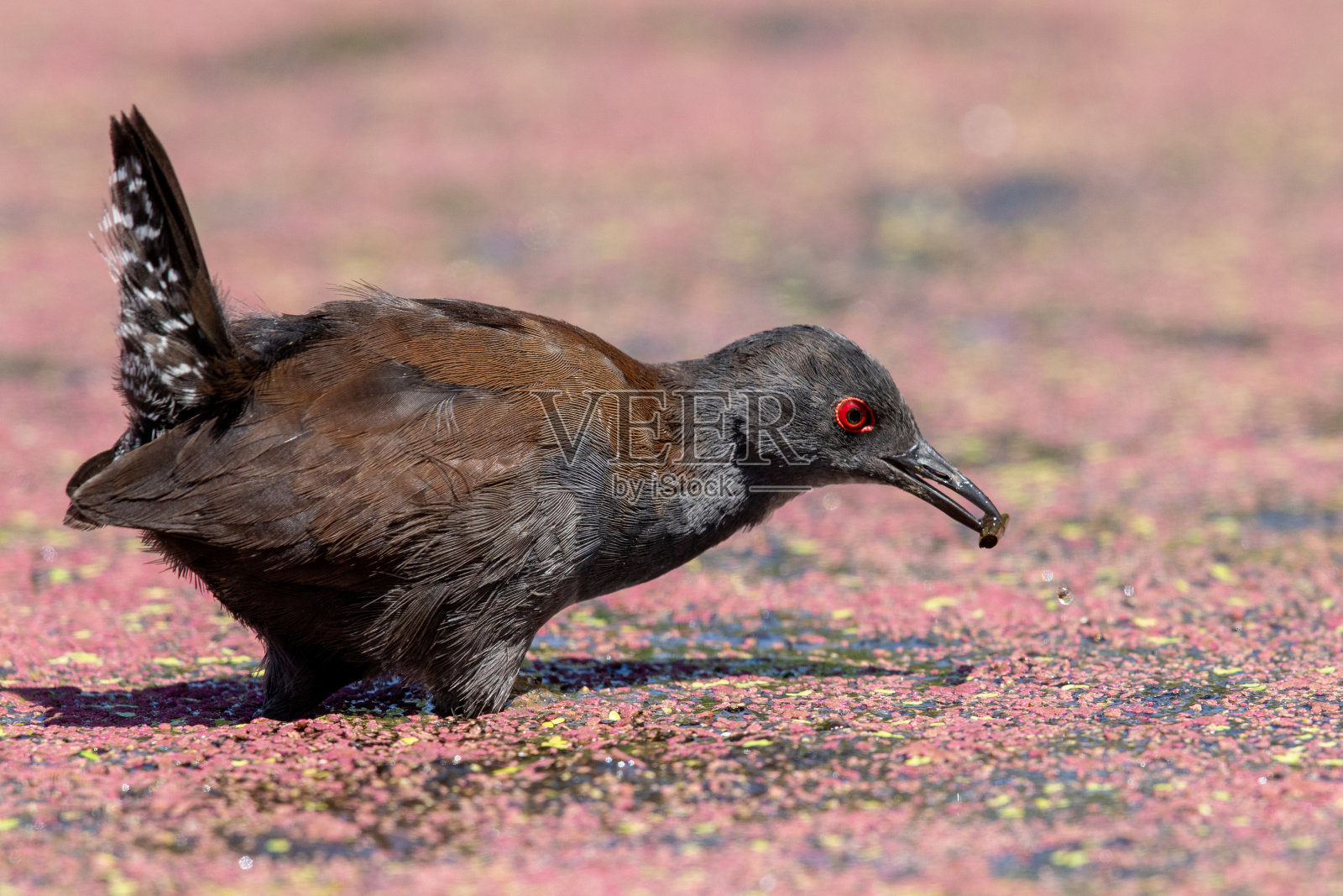 无斑点克拉克 - 波尔扎纳塔本西斯照片摄影图片