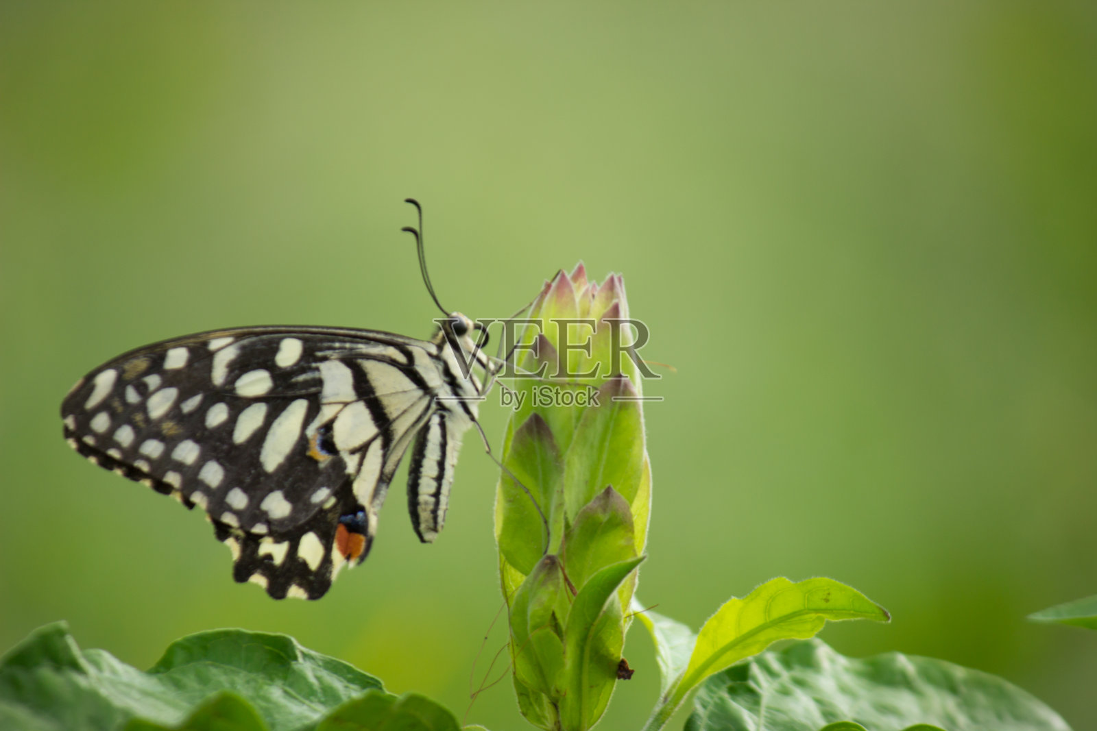 柠檬蝴蝶照片摄影图片