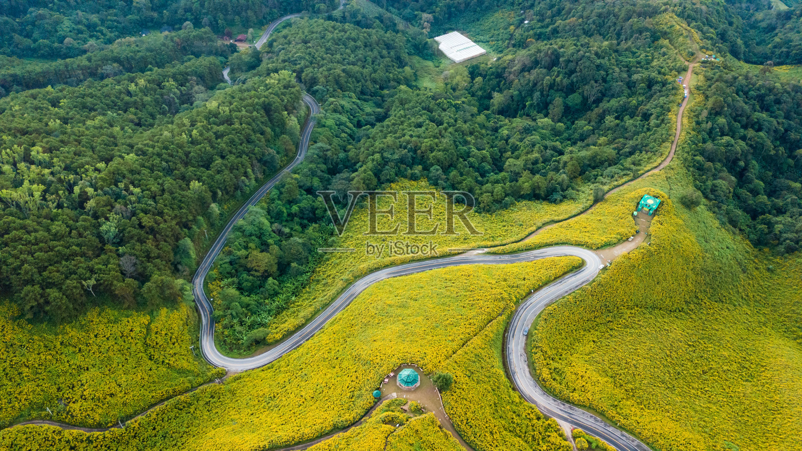 泰国湄洪松省的东布塘墨西哥向日葵田鸟瞰图，泰国北部冬季的标志性景观照片摄影图片