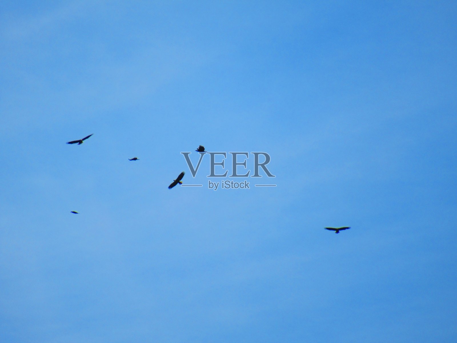 鹰群翱翔照片摄影图片