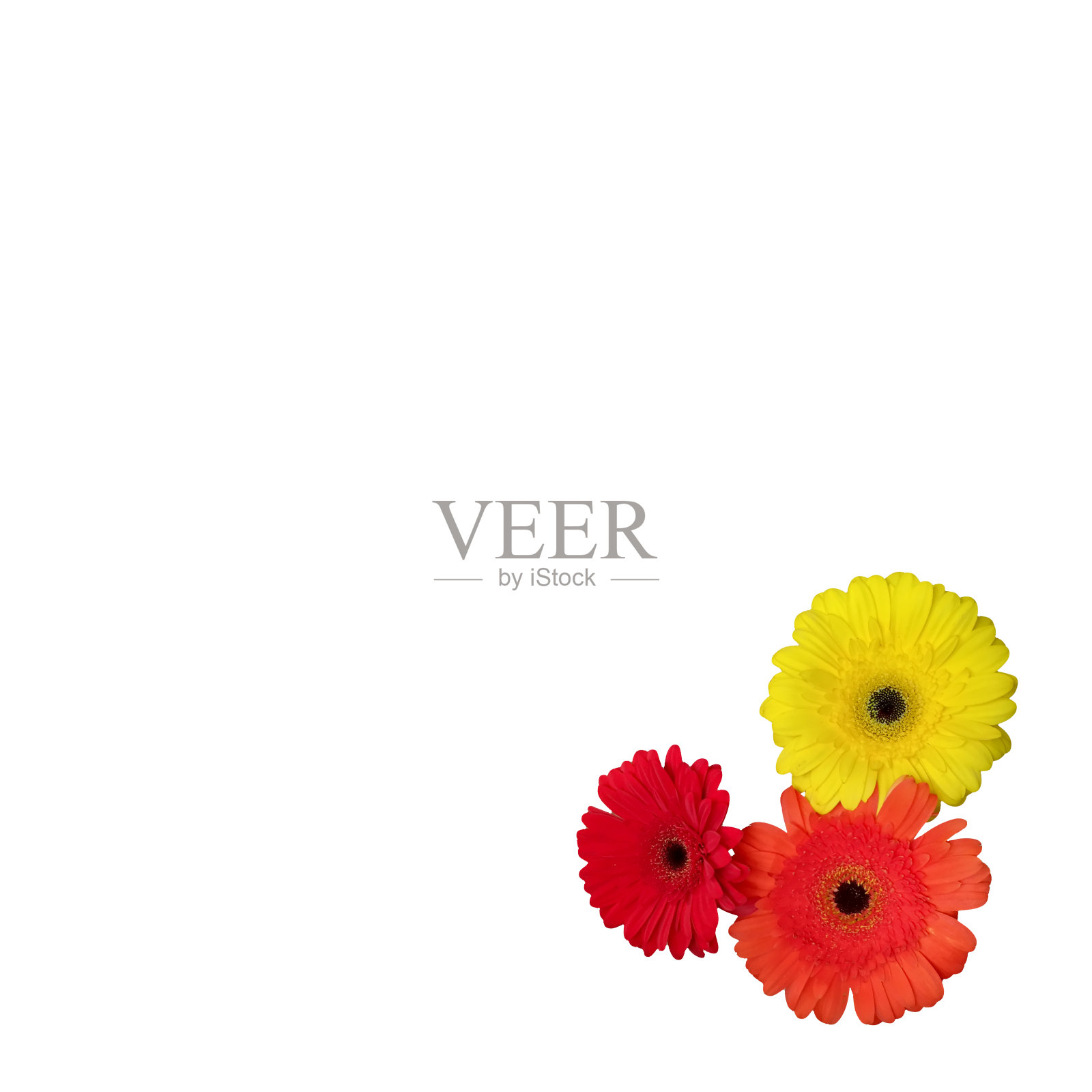 非洲菊被孤立在白色的背景边界上。角落里放着花的框架。红色，橙色和黄色的花朵。贺卡模板，请帖。文本复制空间插画图片素材