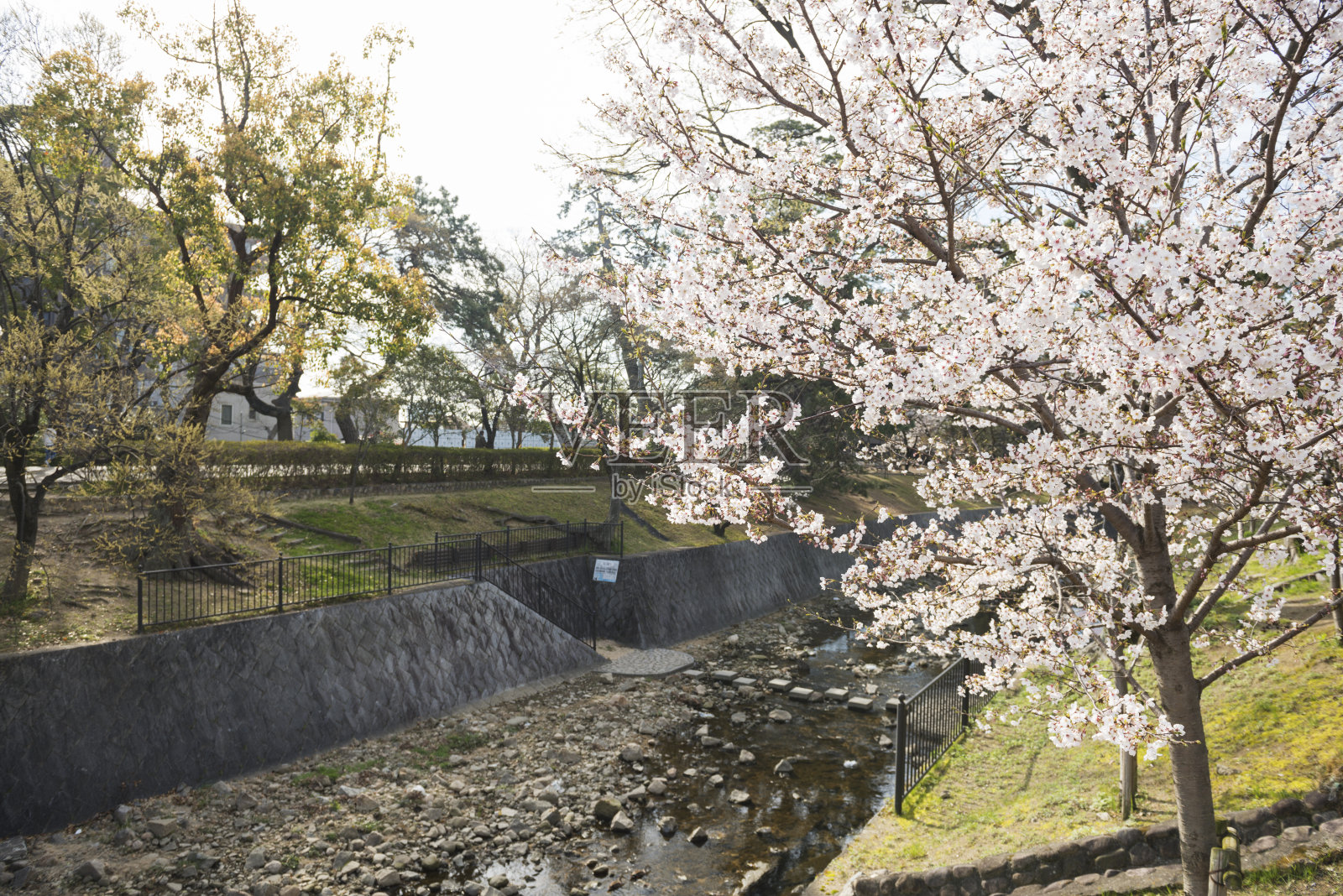 Shukugawa樱花照片摄影图片