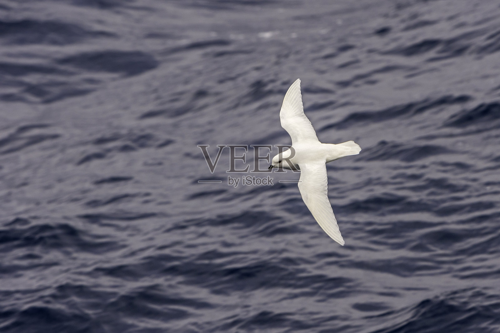 雪海燕飞过南乔治亚群岛附近的海洋。照片摄影图片