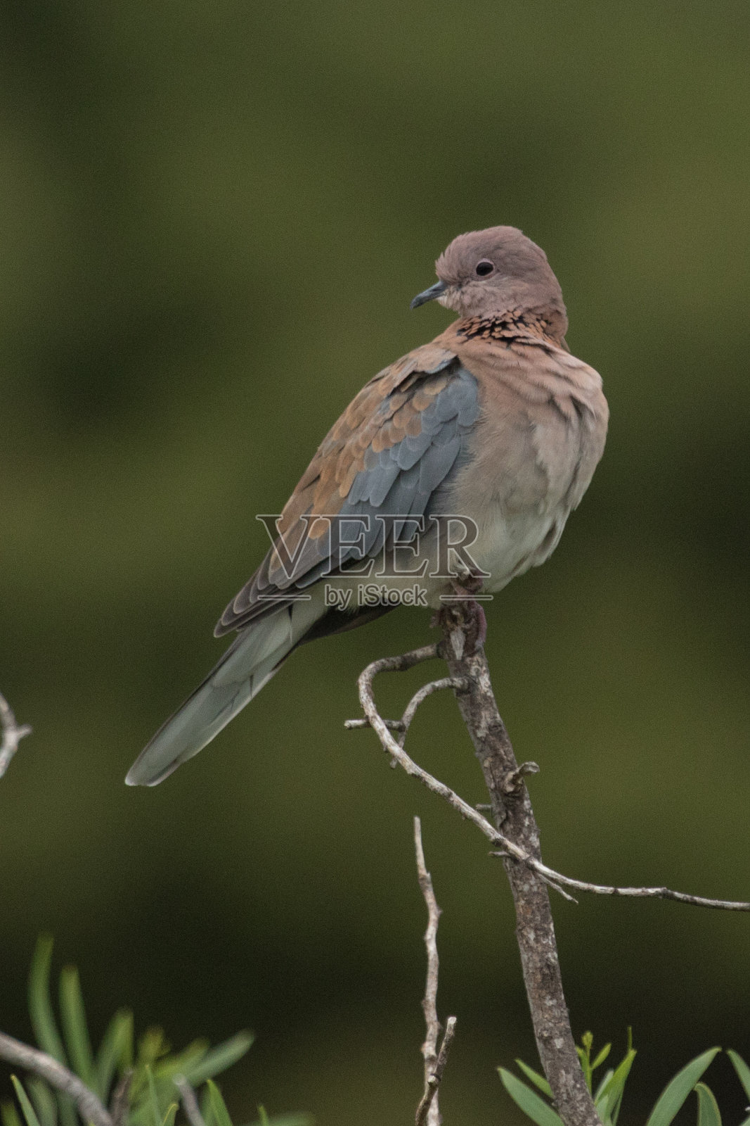塞内加尔螺旋藻照片摄影图片
