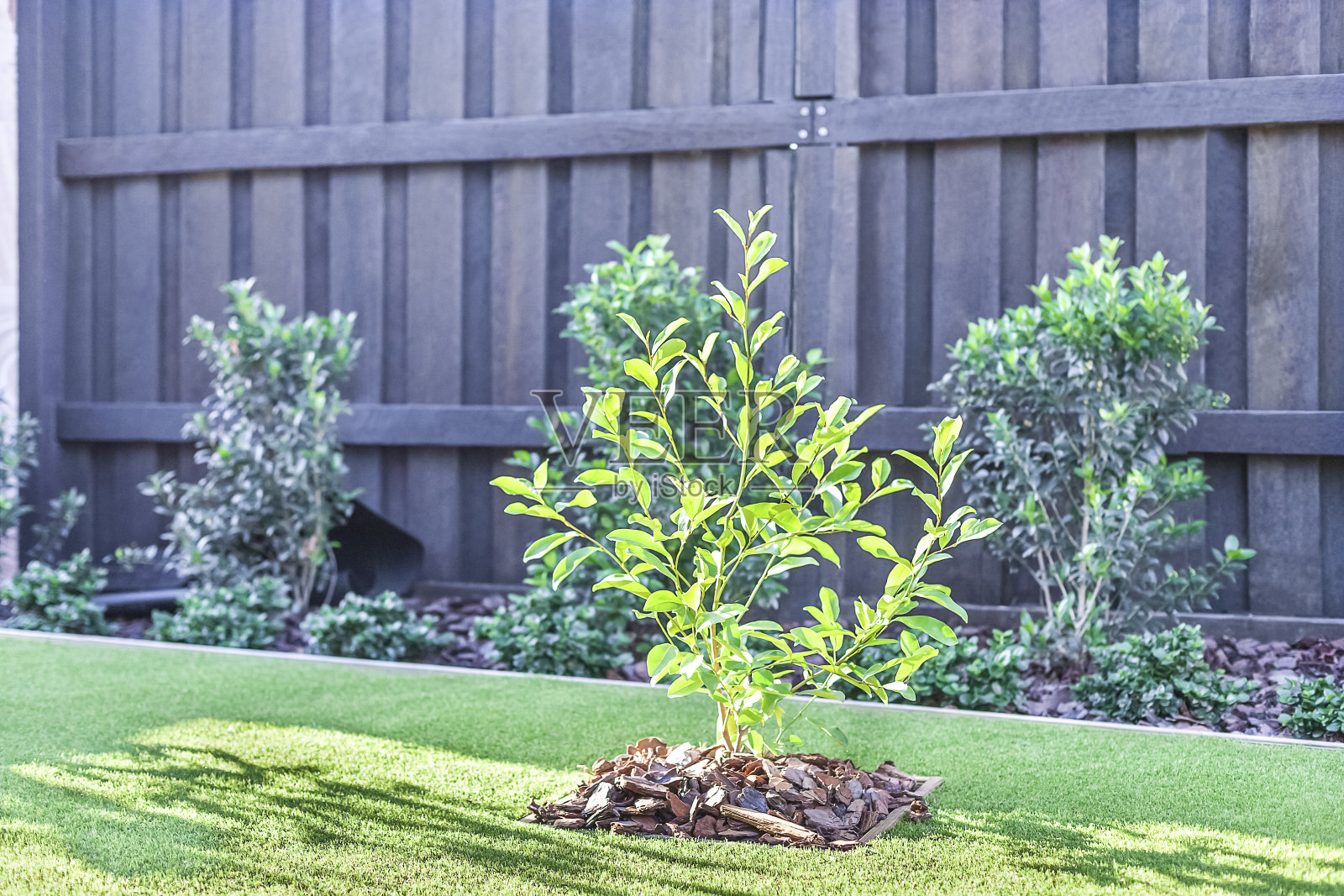 美丽的绿色植物生长在绿色的草坪上照片摄影图片
