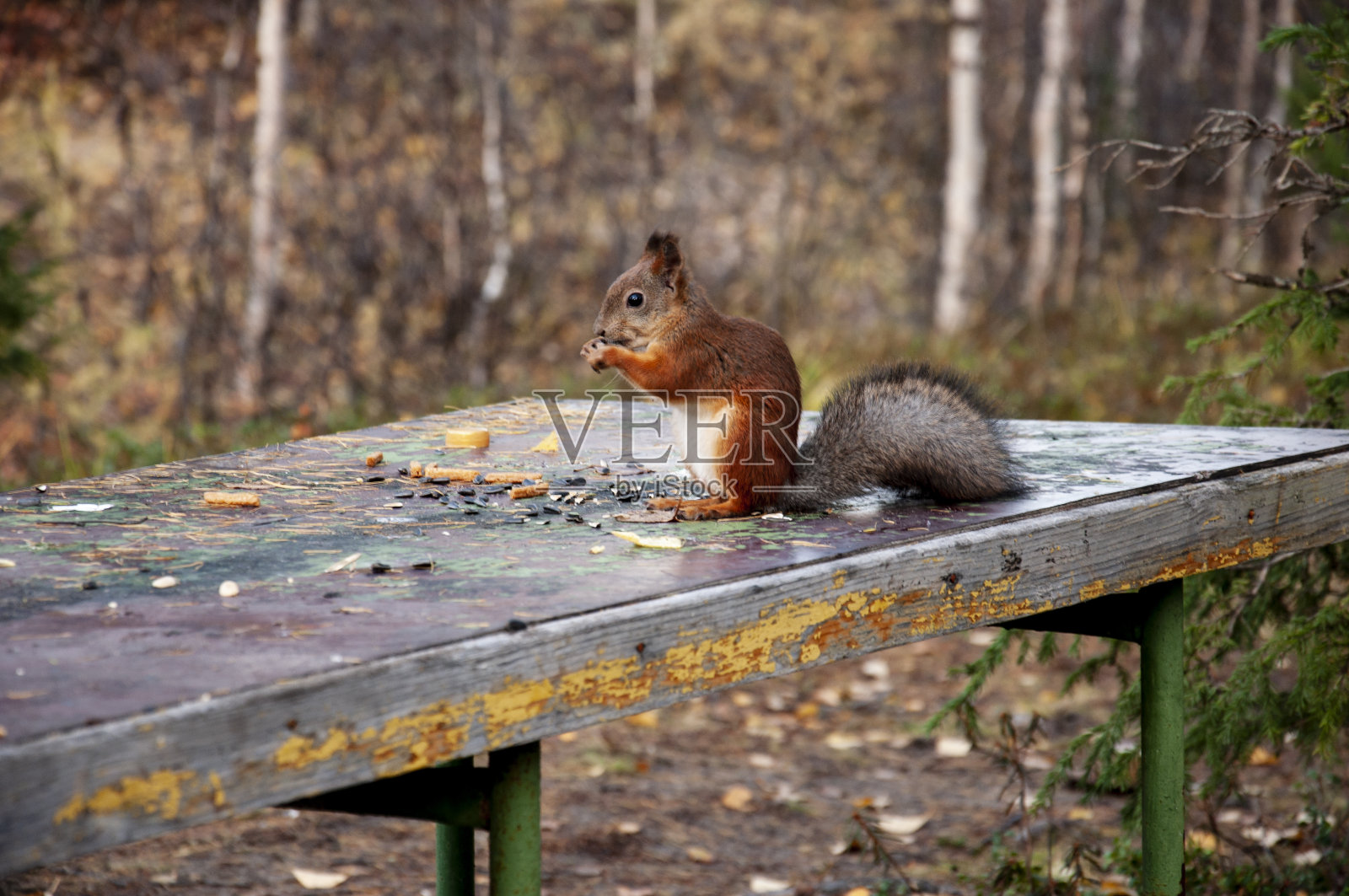 小红松鼠在绿色、黄色和棕色的森林里吃着、跑着、走着。桦树，落叶松，云杉，冷杉，松树和雪松。黄金的秋季照片摄影图片