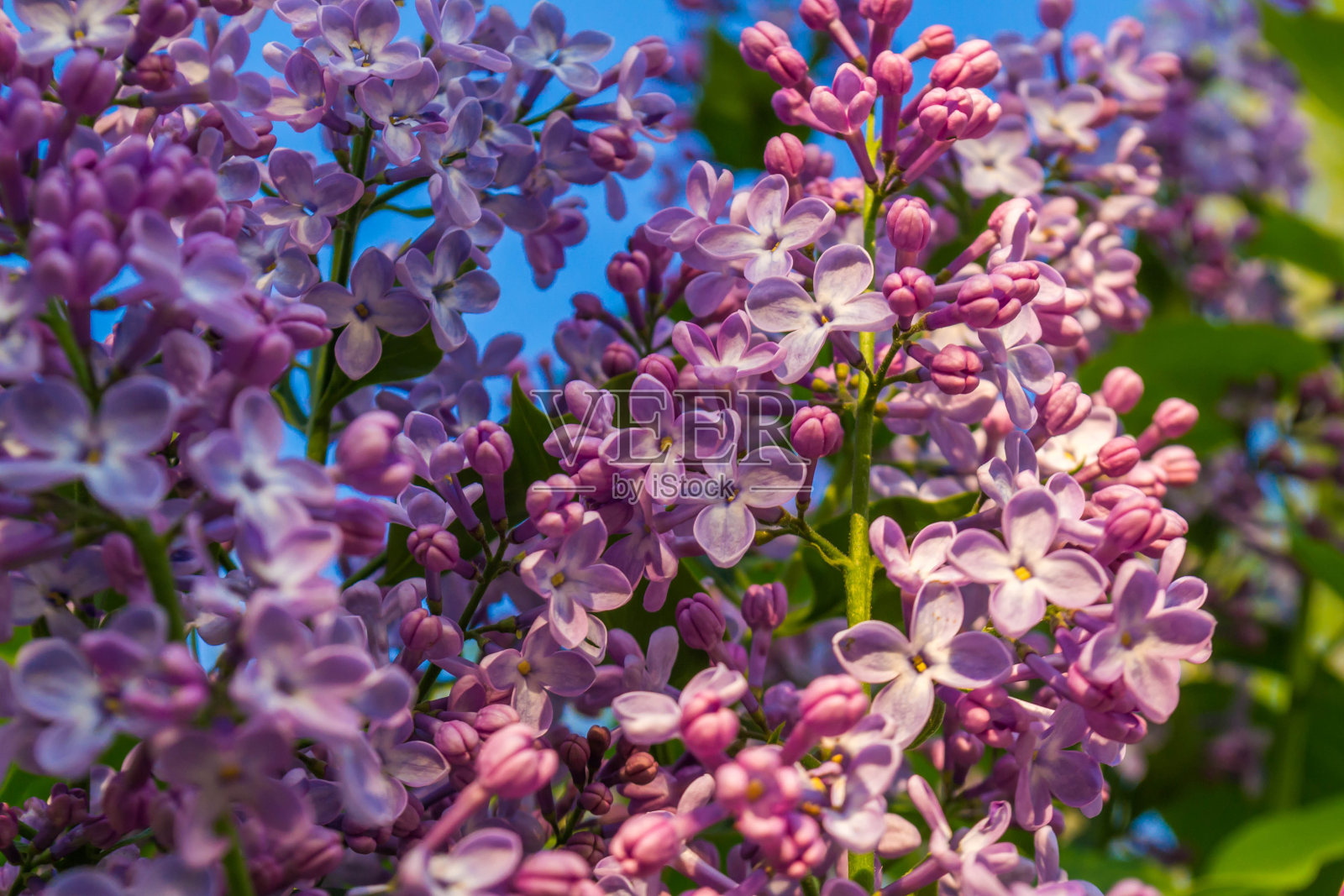 盛开的紫丁香照片摄影图片