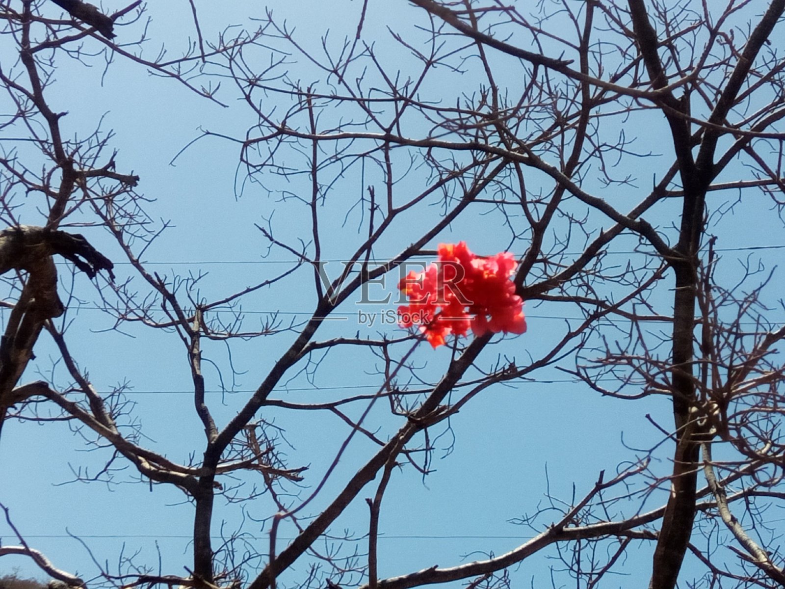 活的自然照片摄影图片