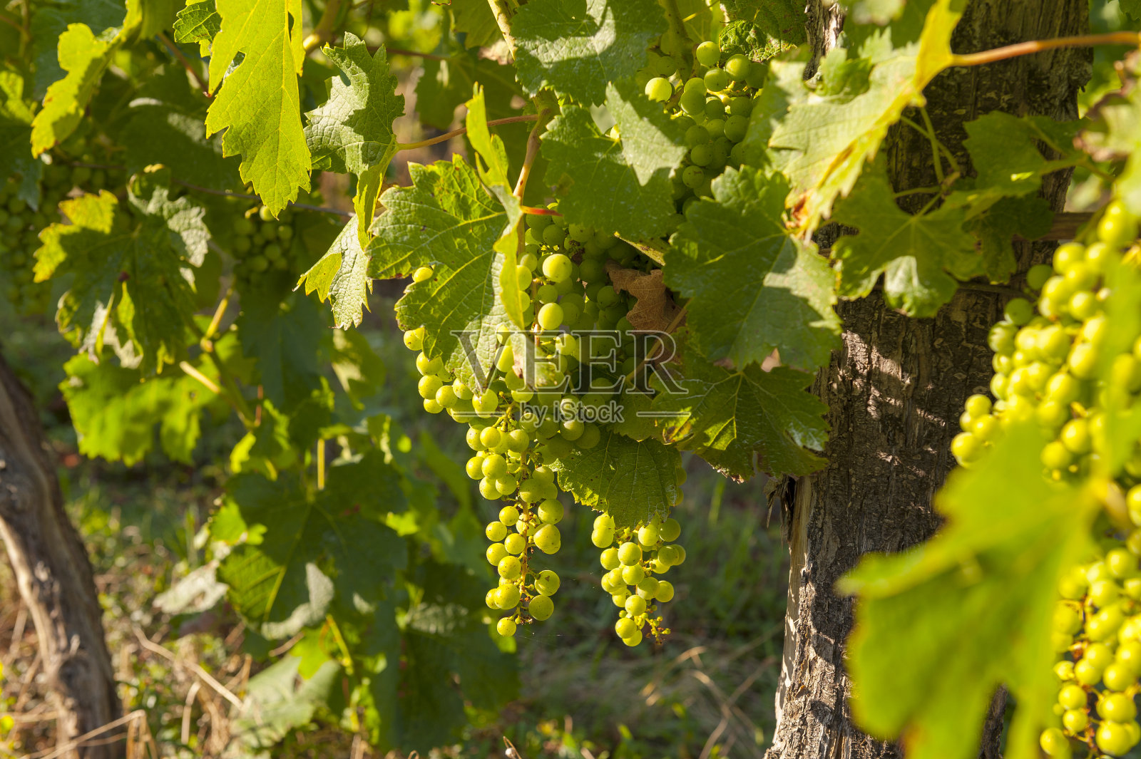 法国南部的葡萄园照片摄影图片