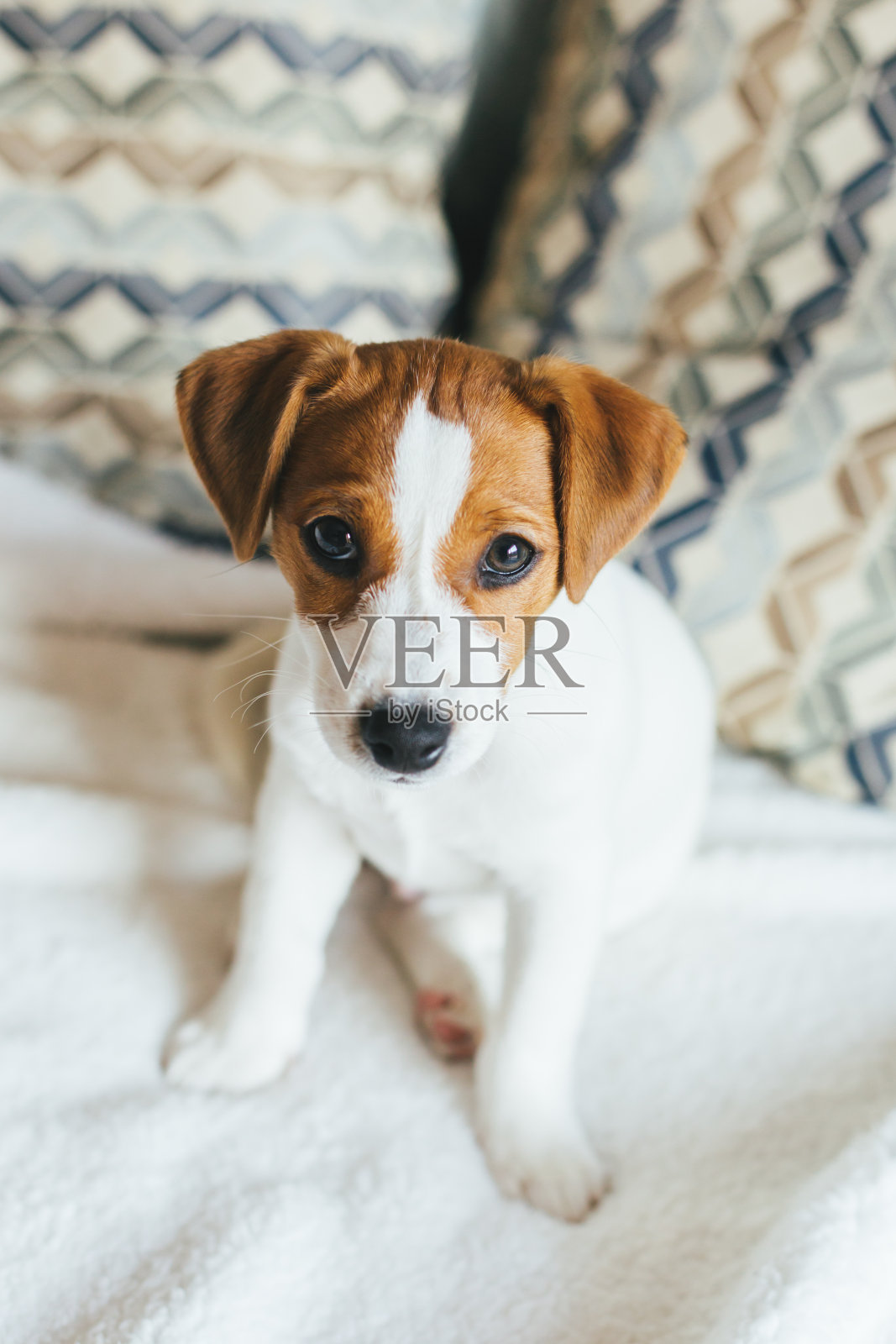 可爱的小狗杰克罗素梗坐在沙发上。照片摄影图片