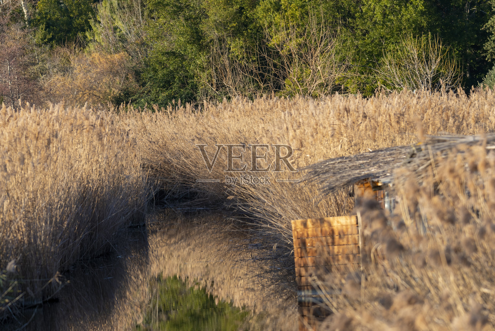 自然保护区，绿洲里浦massacuccoli，卢卡，托斯卡纳照片摄影图片