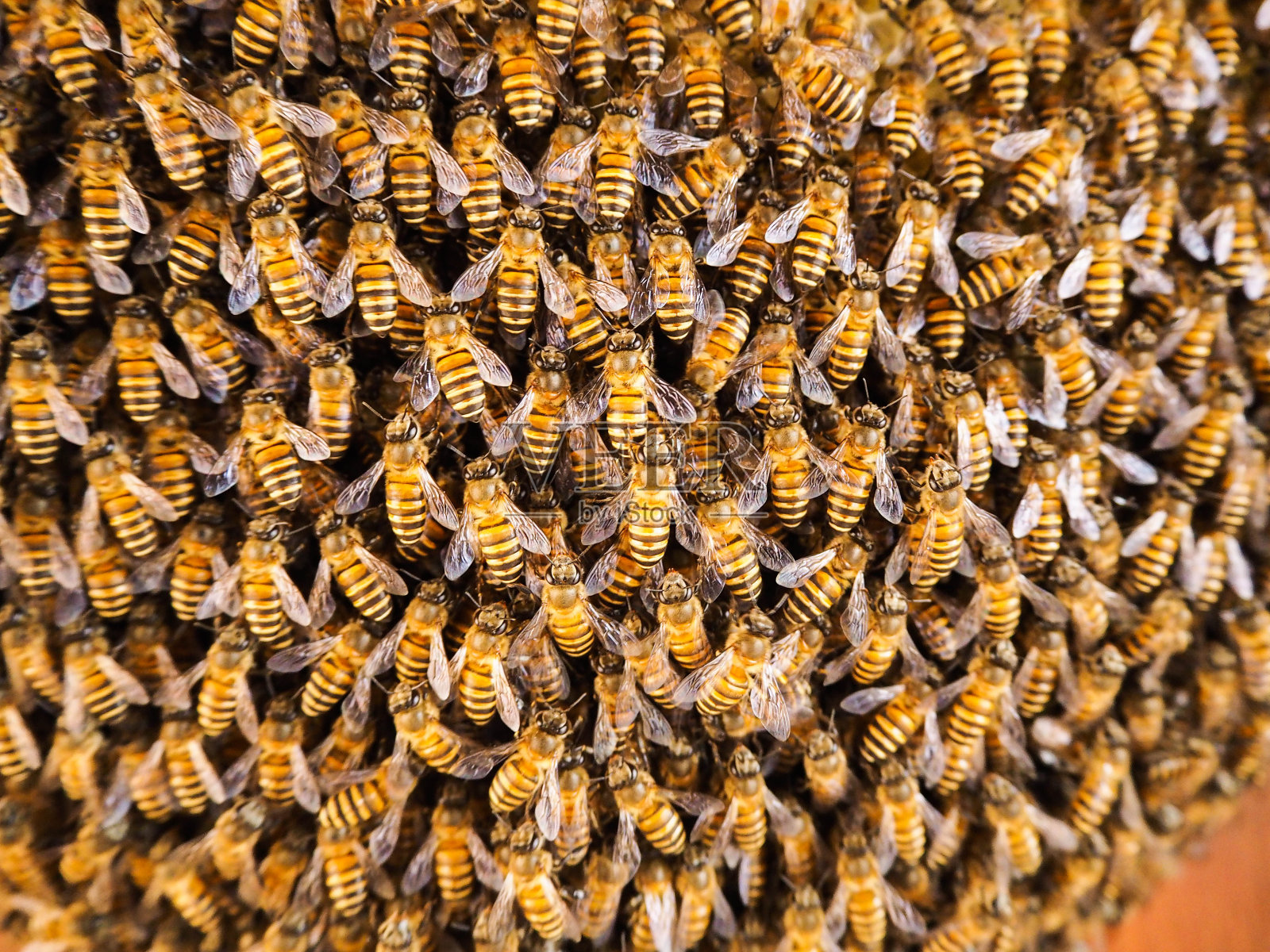 一群在蜂巢里工作的蜜蜂照片摄影图片