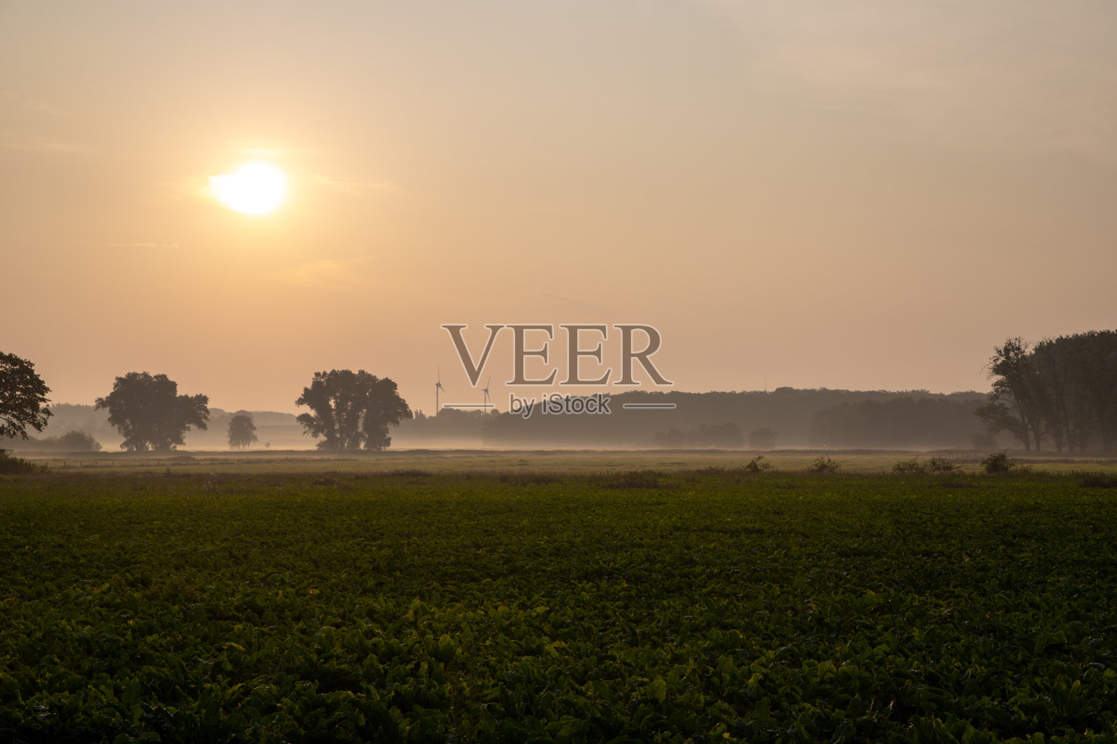 全景农民的田地在清晨与霜日出照片摄影图片