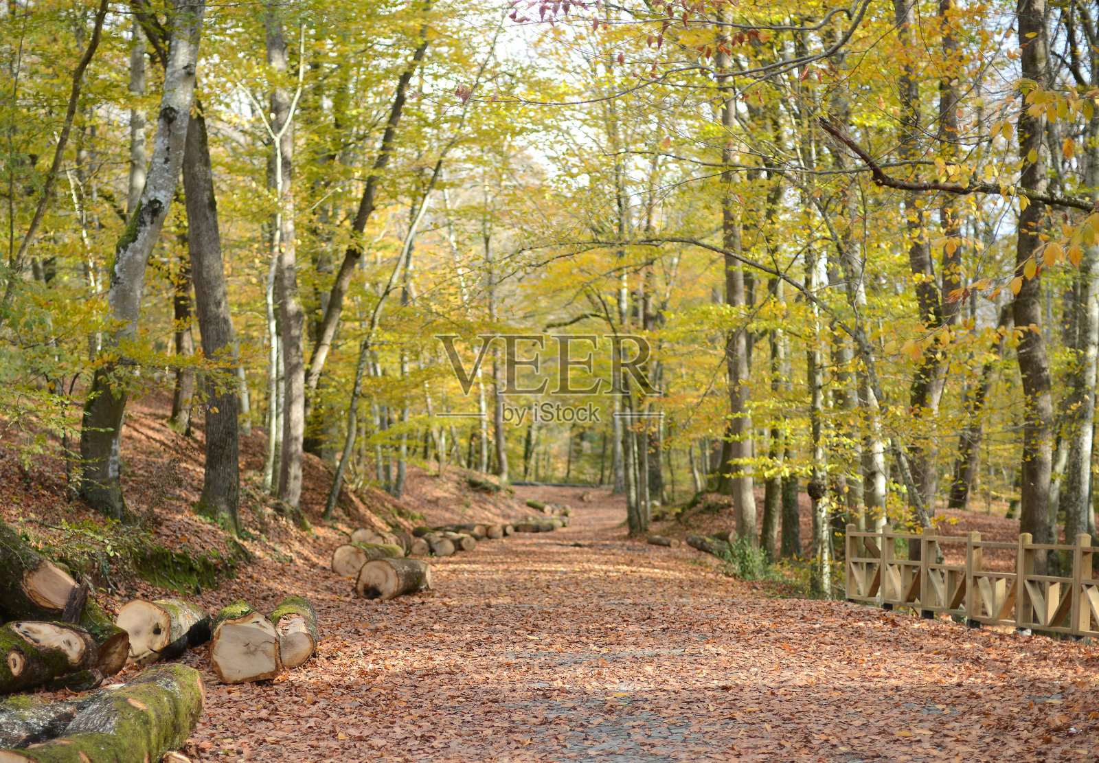 秋季美丽的绿叶森林照片摄影图片
