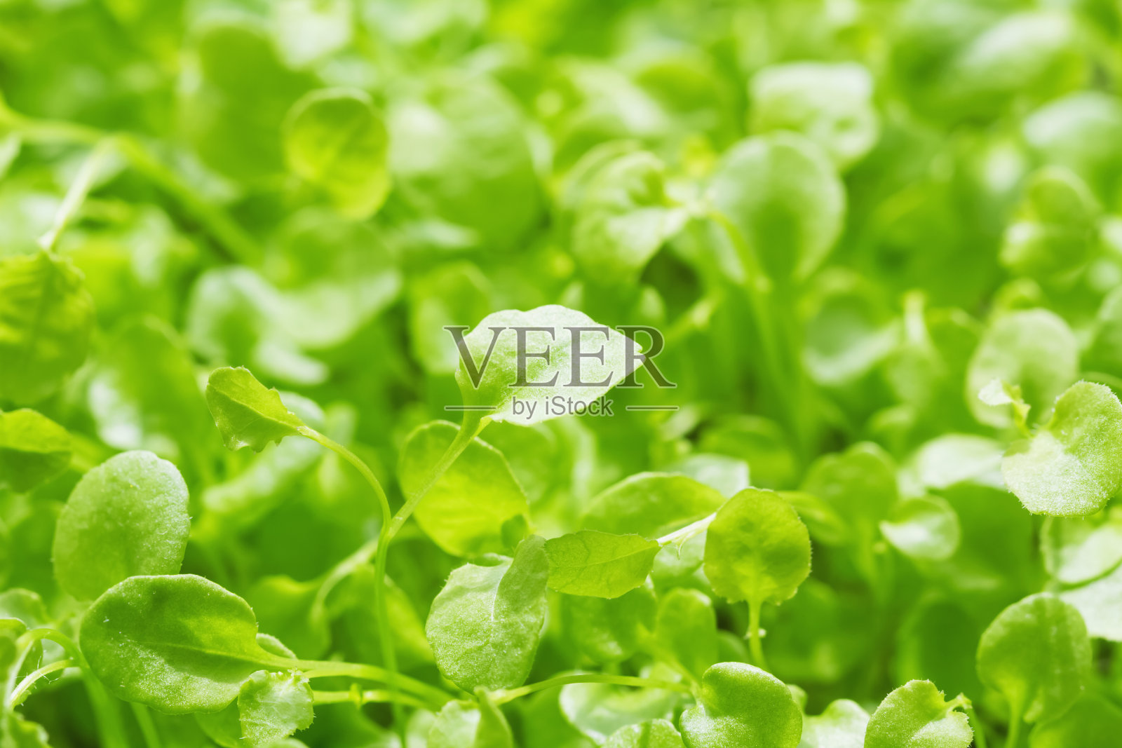 芝麻菜的微型绿色种植用于有机素食沙拉。生态清洁microgreen。特写镜头,有选择性的重点照片摄影图片