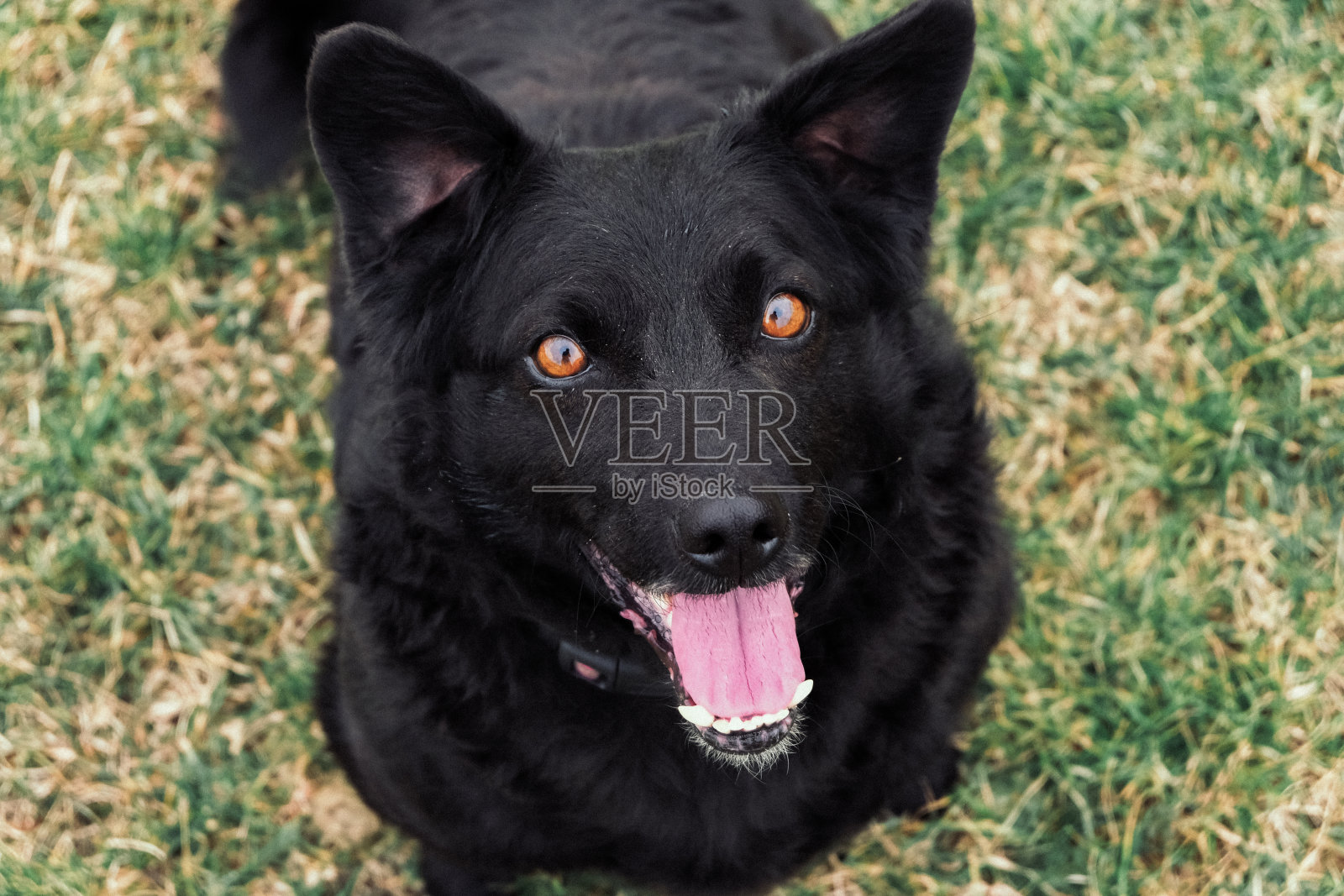 黑色拉布拉多照片摄影图片