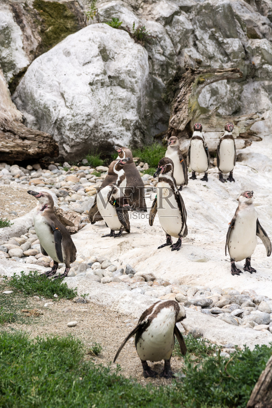 可爱的洪堡企鹅(Spheniscus Humboldt)享受自己的自然环境，阳光灿烂的一天照片摄影图片