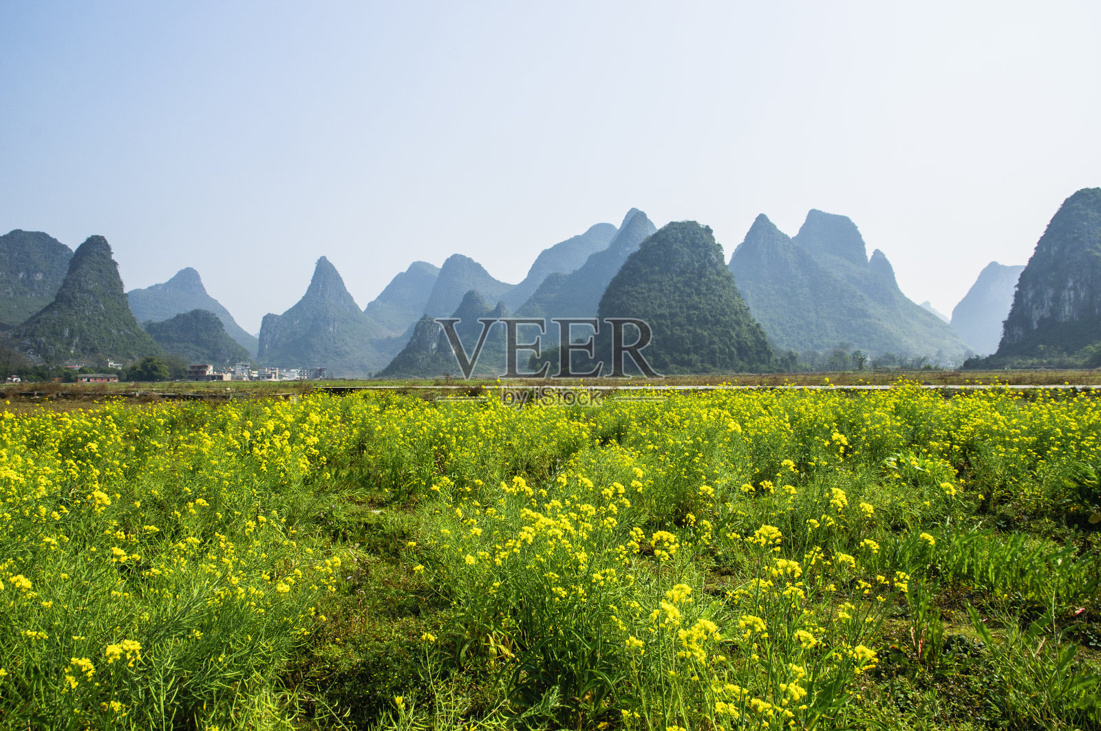 春天的黄花和山景照片摄影图片