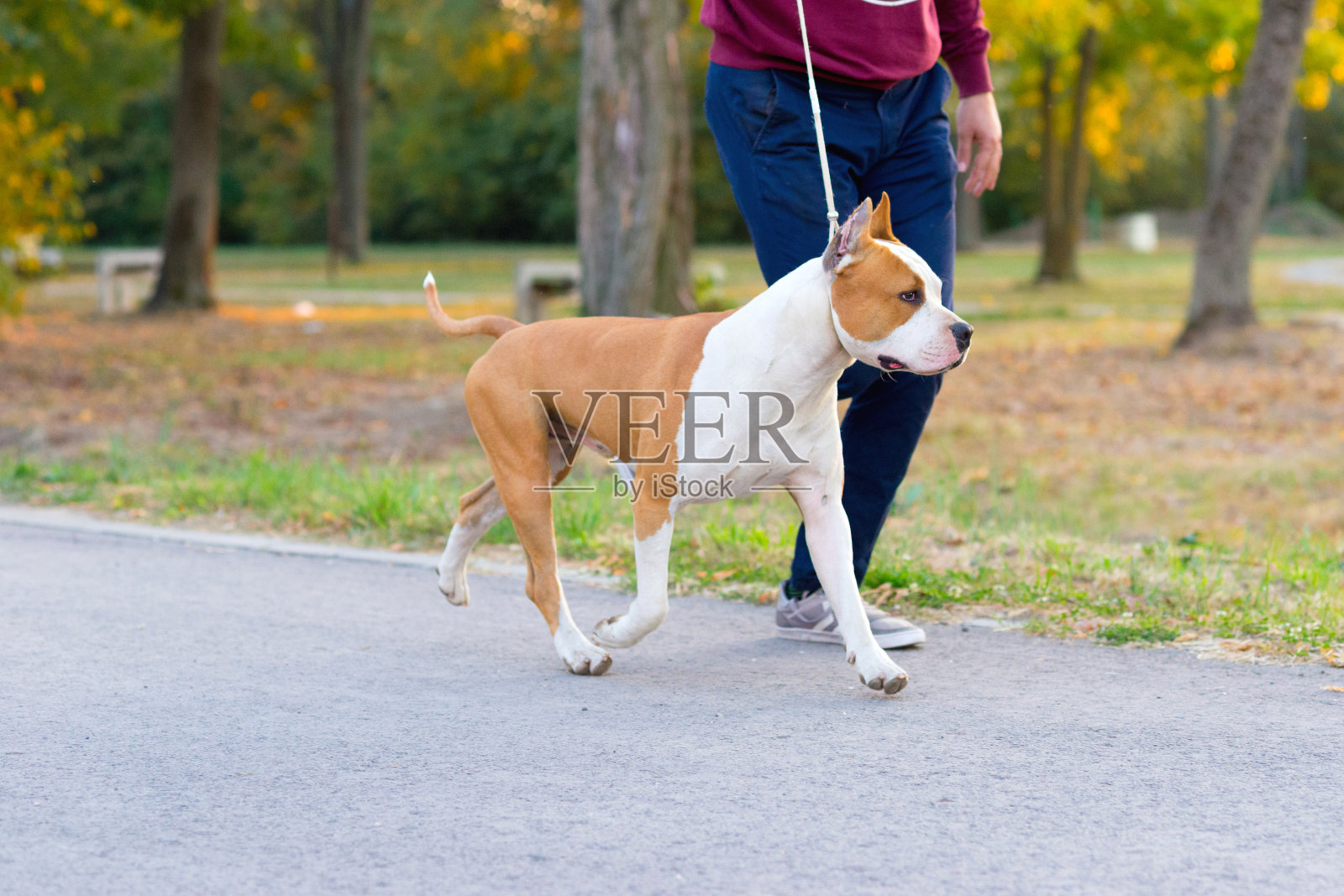 斯塔福郡斗牛梗犬和主人一起奔跑照片摄影图片