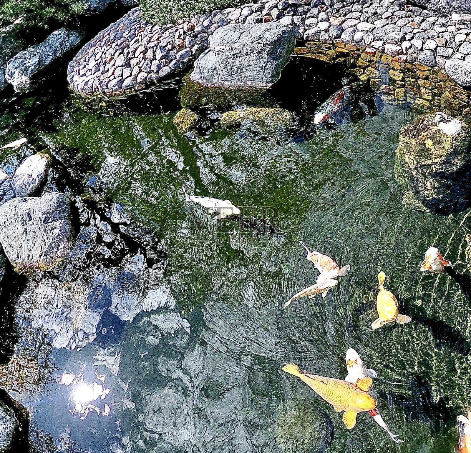 锦鲤，幸运鲤鱼，日本人照片摄影图片