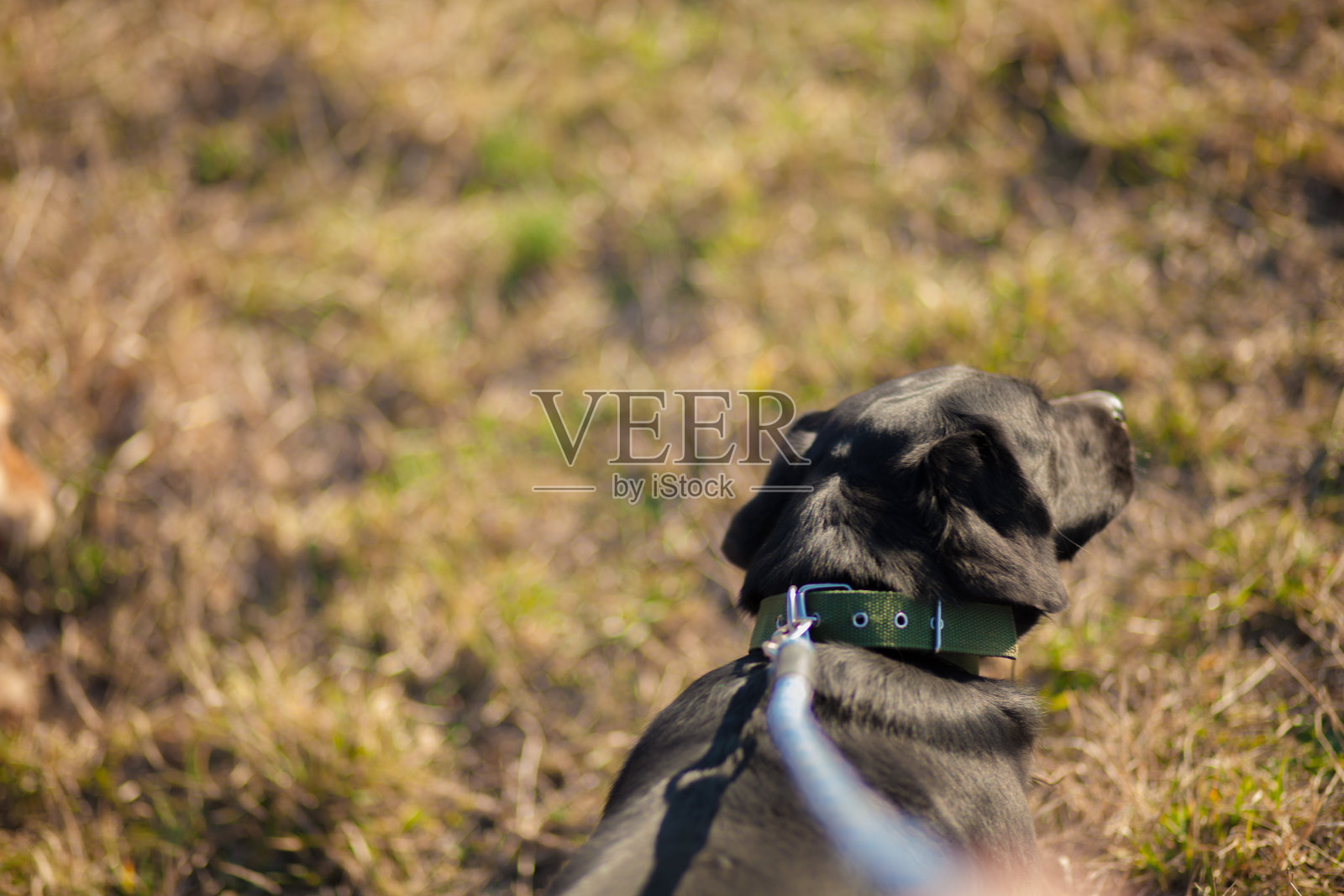 在狗公园遛兴奋的狗照片摄影图片