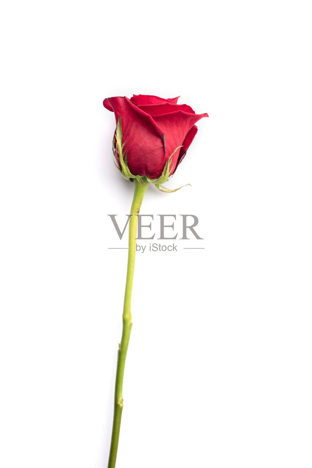 孤立在白色背景上的红玫瑰。照片摄影图片