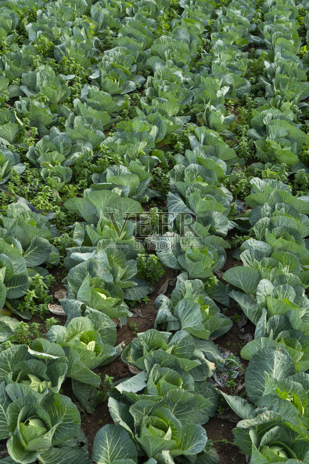 土耳其安塔利亚卷心菜田照片摄影图片