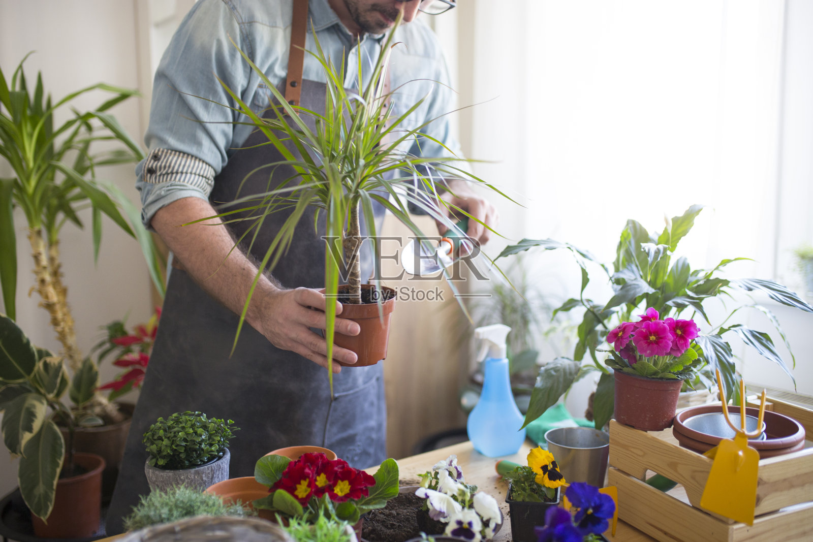 精心照料植物照片摄影图片