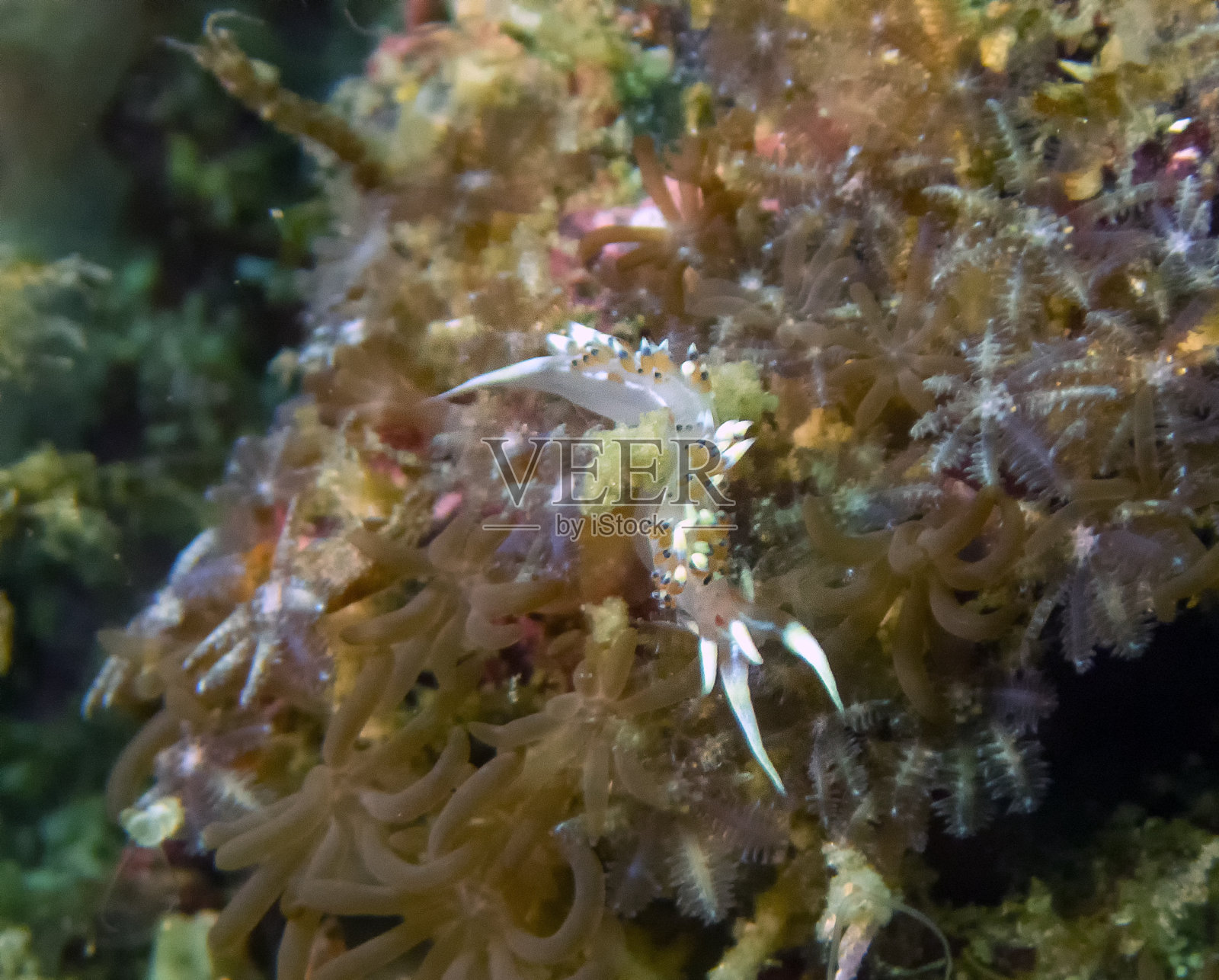 印第安纳菲迪亚纳 （菲迪亚纳印度） 努迪布兰奇照片摄影图片