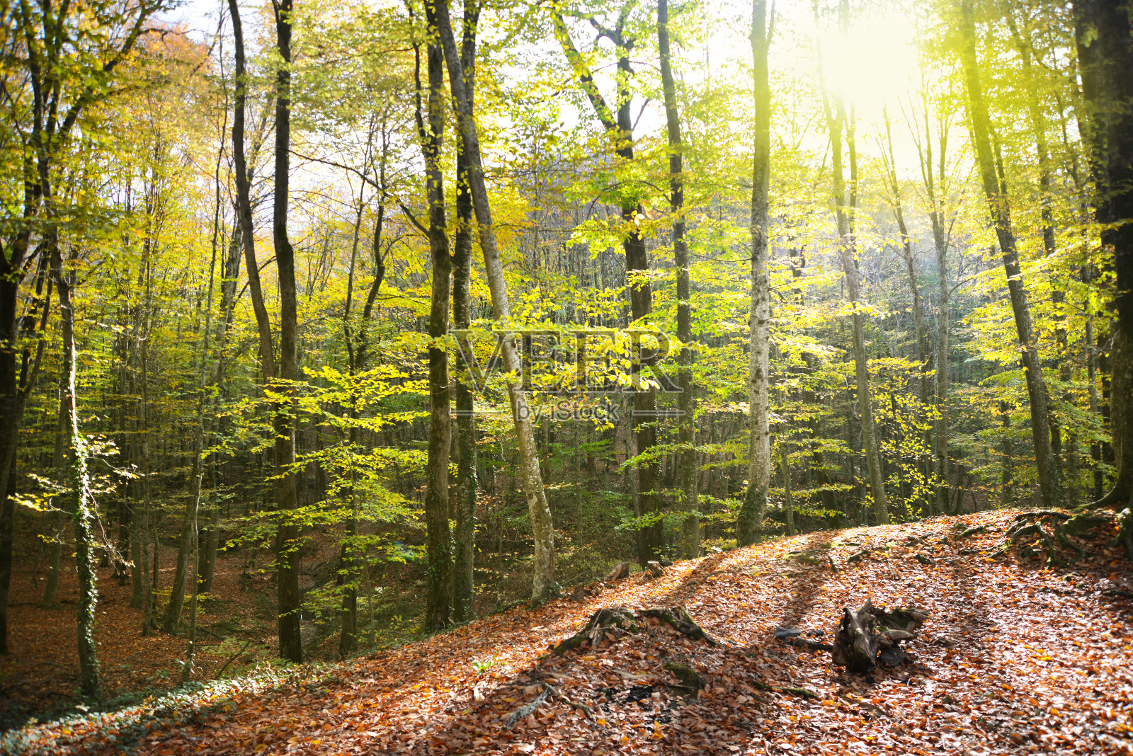 阳光穿过松树林照片摄影图片