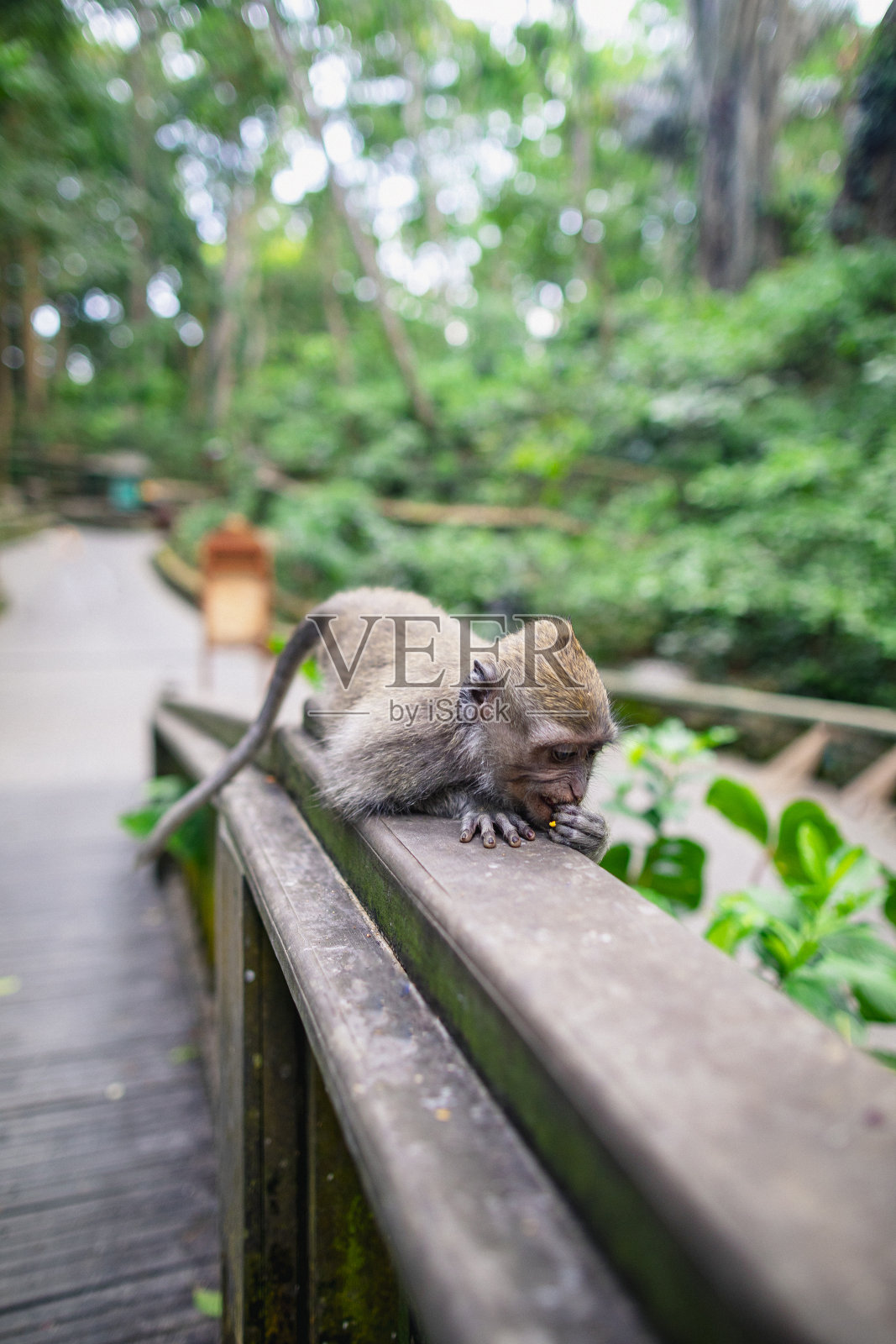 猴子喂食照片摄影图片