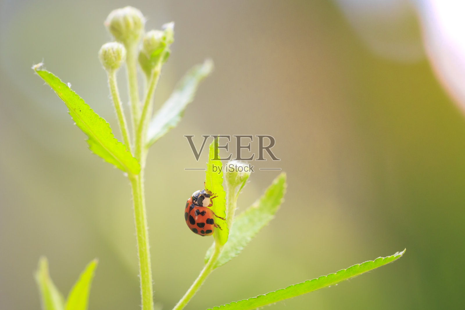 瓢虫或瓢虫爬照片摄影图片