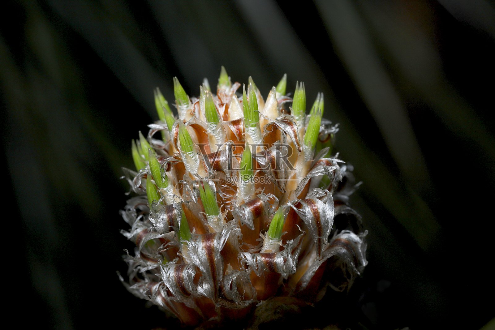 松树上的生长蜡烛尖照片摄影图片