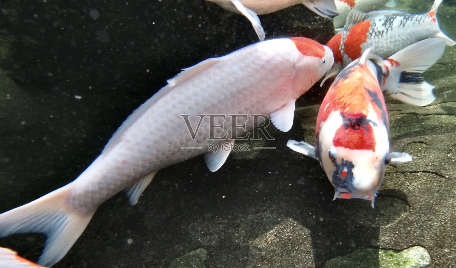 锦鲤，幸运鲤鱼，日本人照片摄影图片