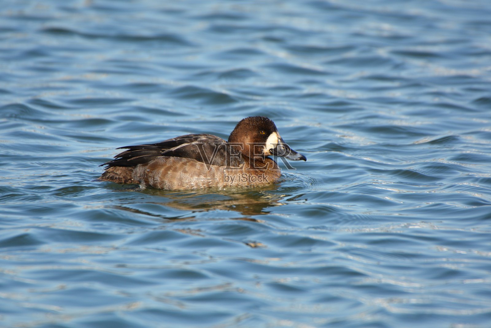 大斑背潜鸭鸭照片摄影图片
