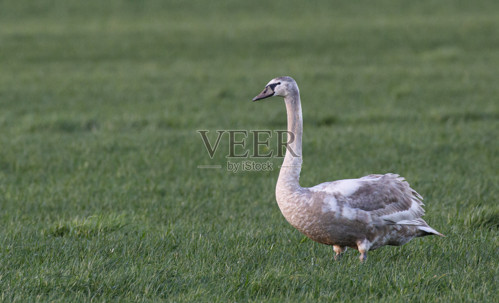 疣鼻天鹅，天鹅色照片摄影图片