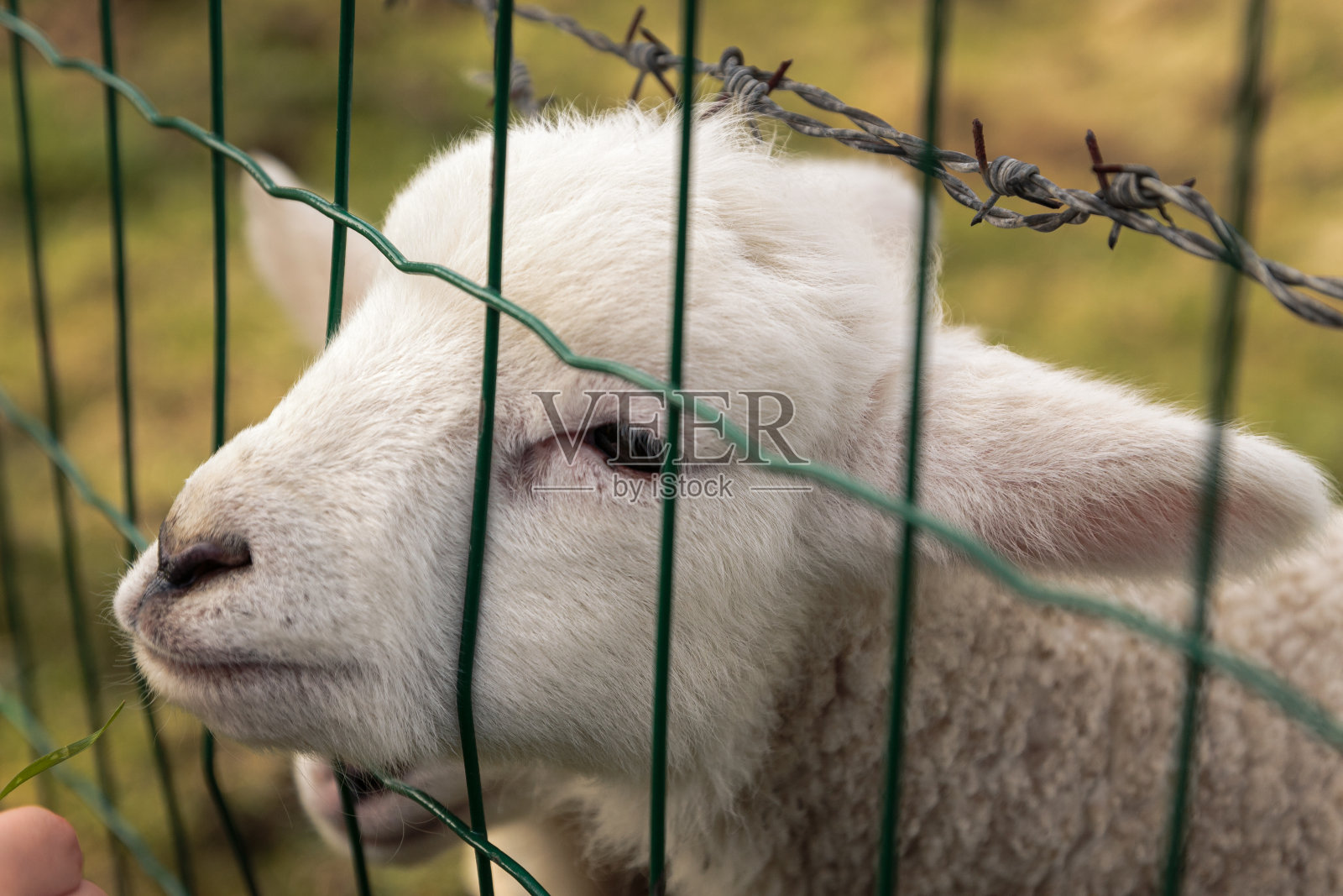 栅栏后的小绵羊照片摄影图片