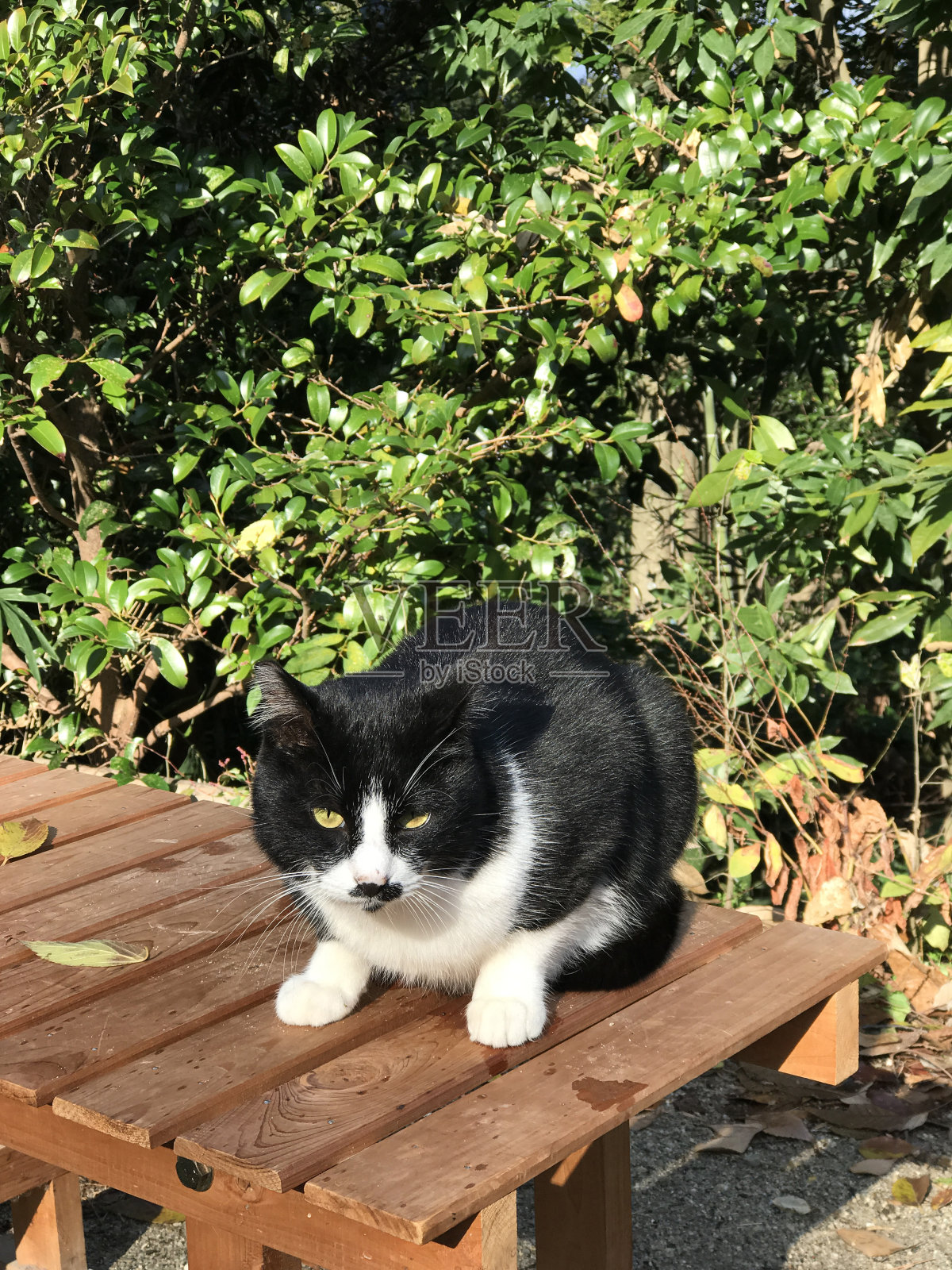 一只可爱的黑白相间的虎斑猫正坐在木凳上照片摄影图片