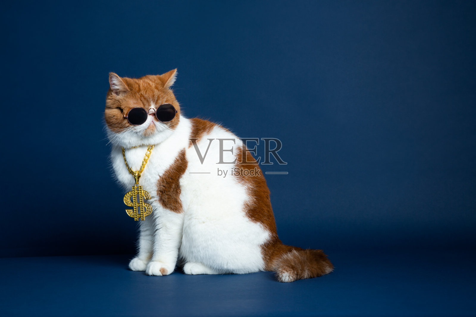 加菲猫的摄影照片摄影图片